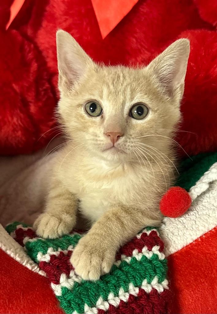 Enlarge 11/5/25 - Dill, a Adoptable mixed breed in Stillwater, OK image 1/1