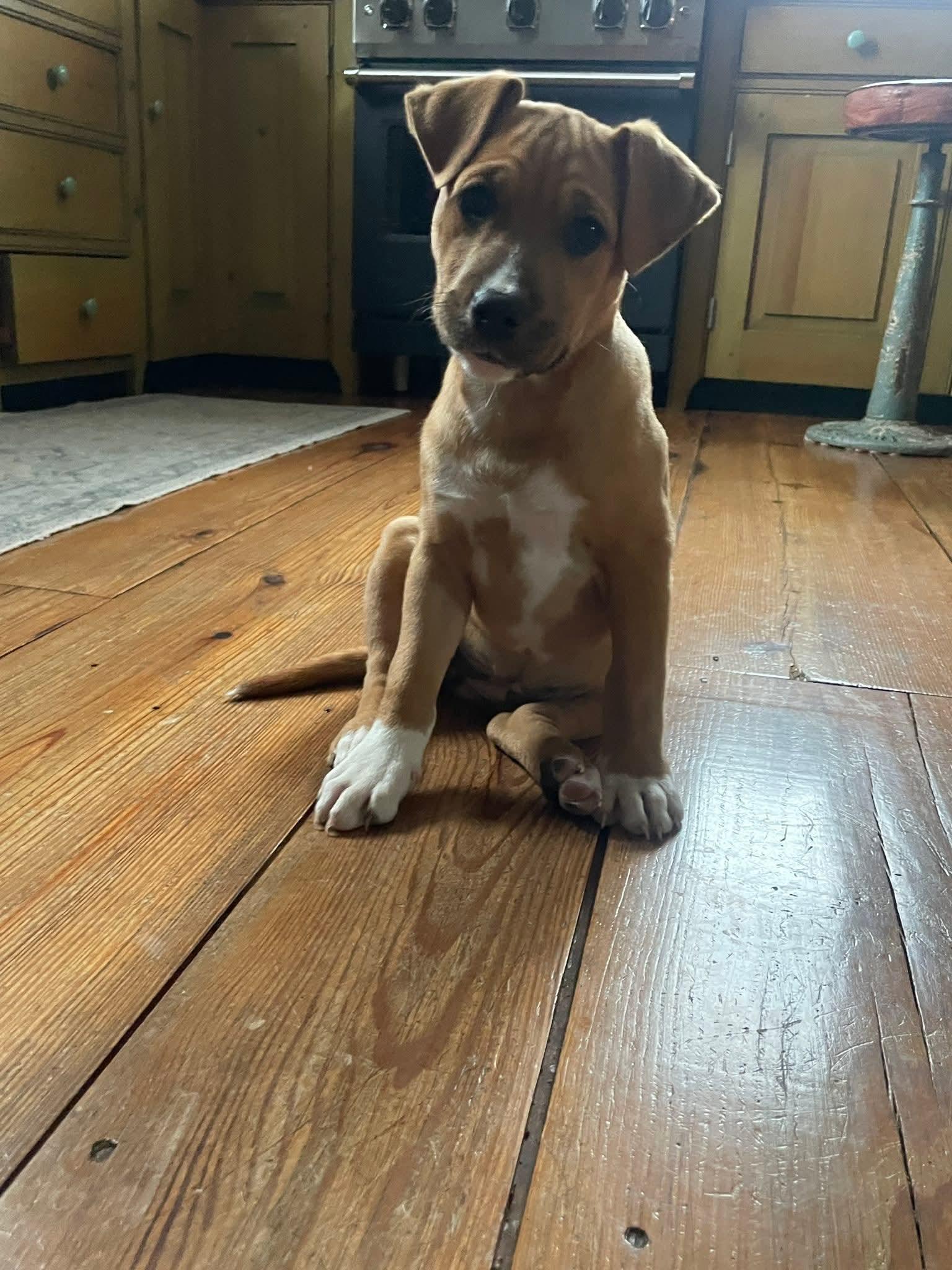 Enlarge Sally, a ADOPTABLE mixed breed in Collingswood, NJ image 2/4