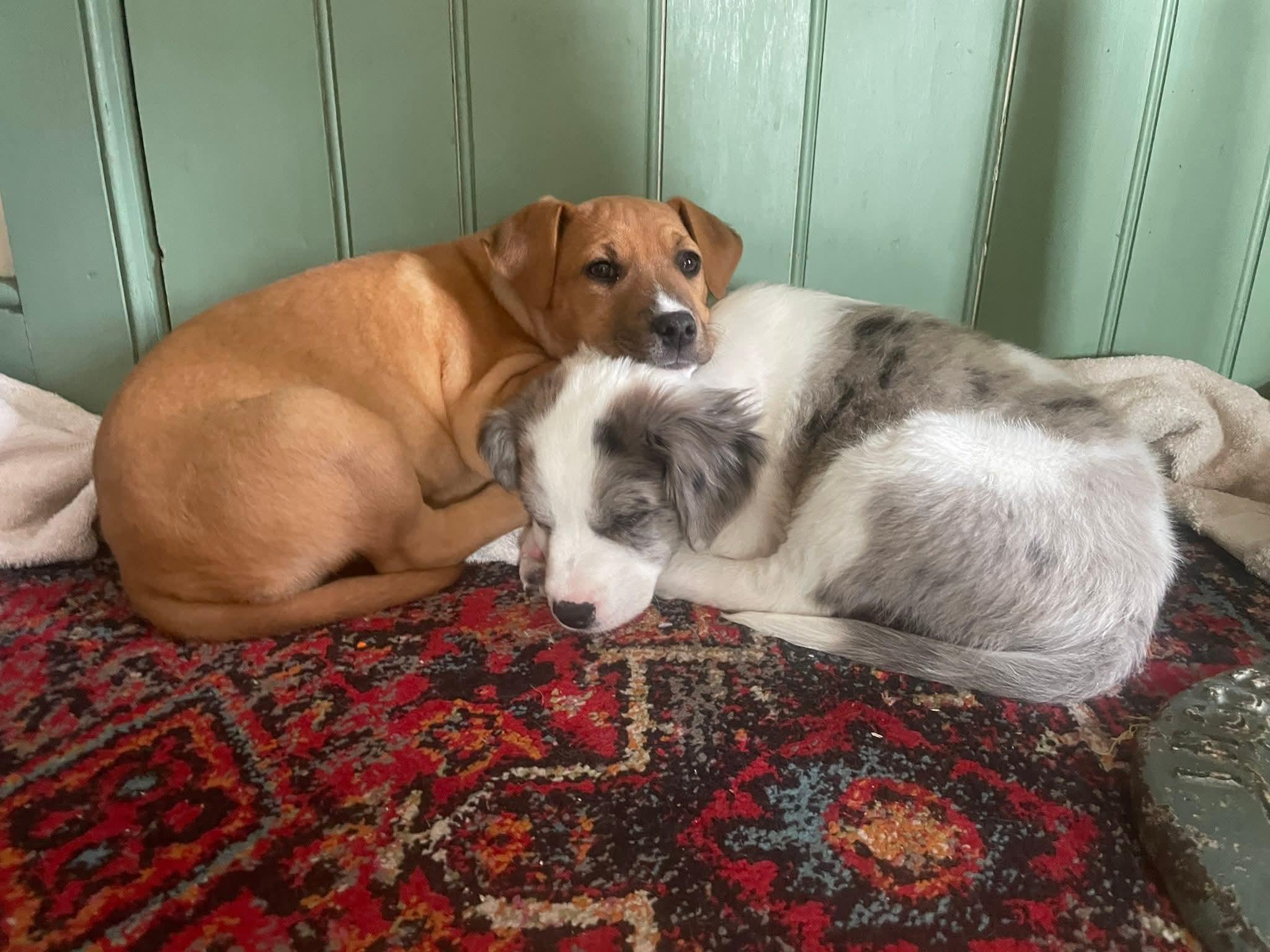 Enlarge Sally, a ADOPTABLE mixed breed in Collingswood, NJ image 4/4