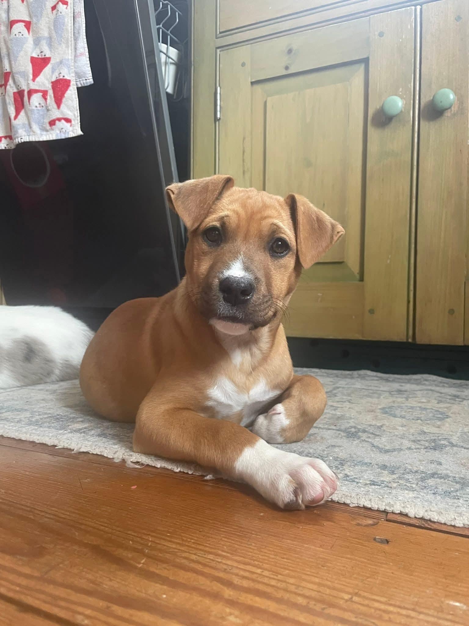 Enlarge Sally, a ADOPTABLE mixed breed in Collingswood, NJ image 1/4