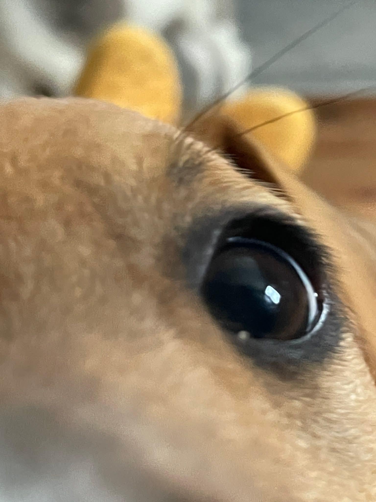 Enlarge Sally, a ADOPTABLE mixed breed in Collingswood, NJ image 3/4