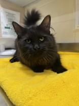 Genevieve, Adoptable, Adult Female Domestic Long Hair.