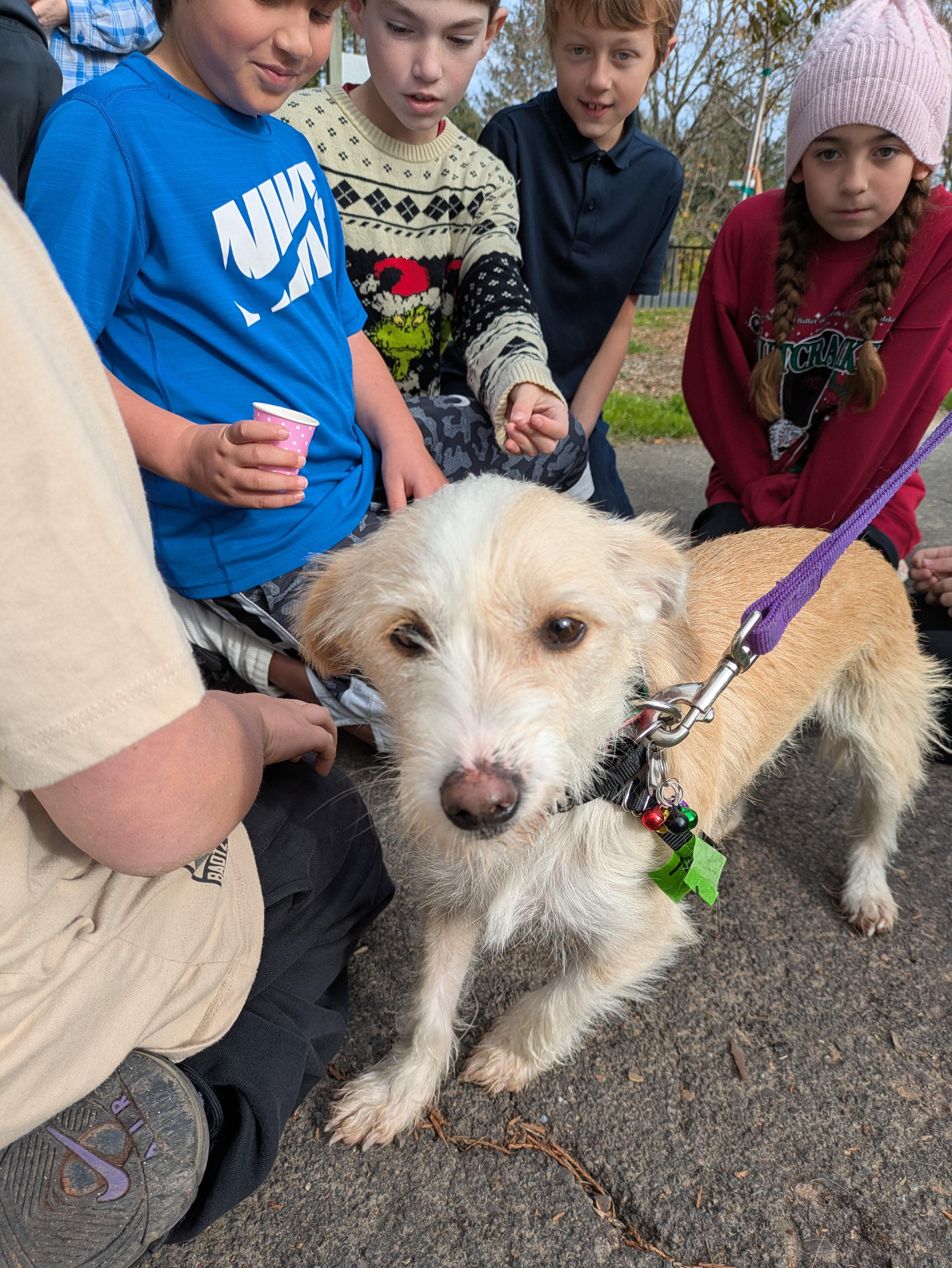 Enlarge Miguel, an adopted mixed breed in Santa Rosa, CA image 6/6