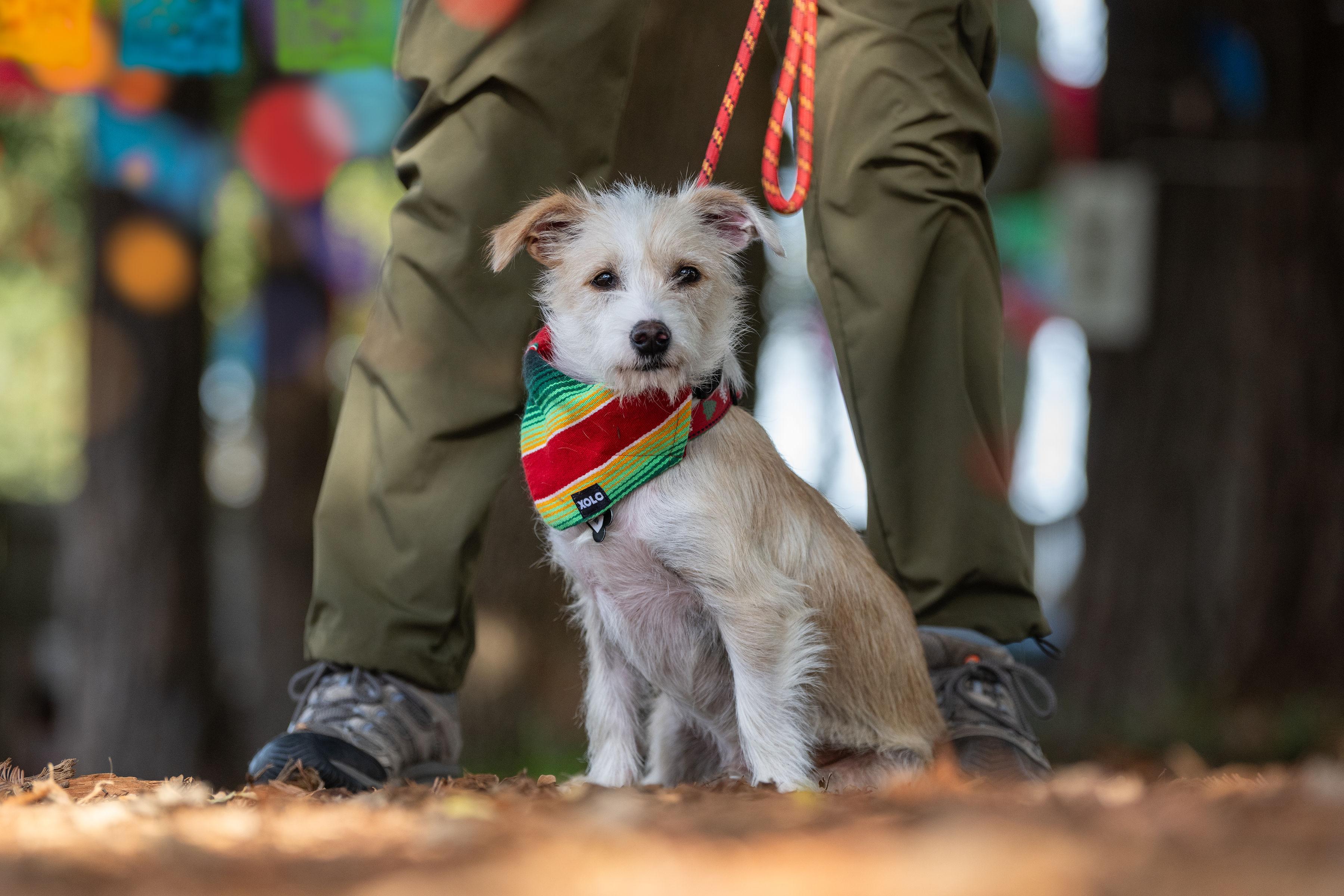 Enlarge Miguel, an adopted mixed breed in Santa Rosa, CA image 2/6