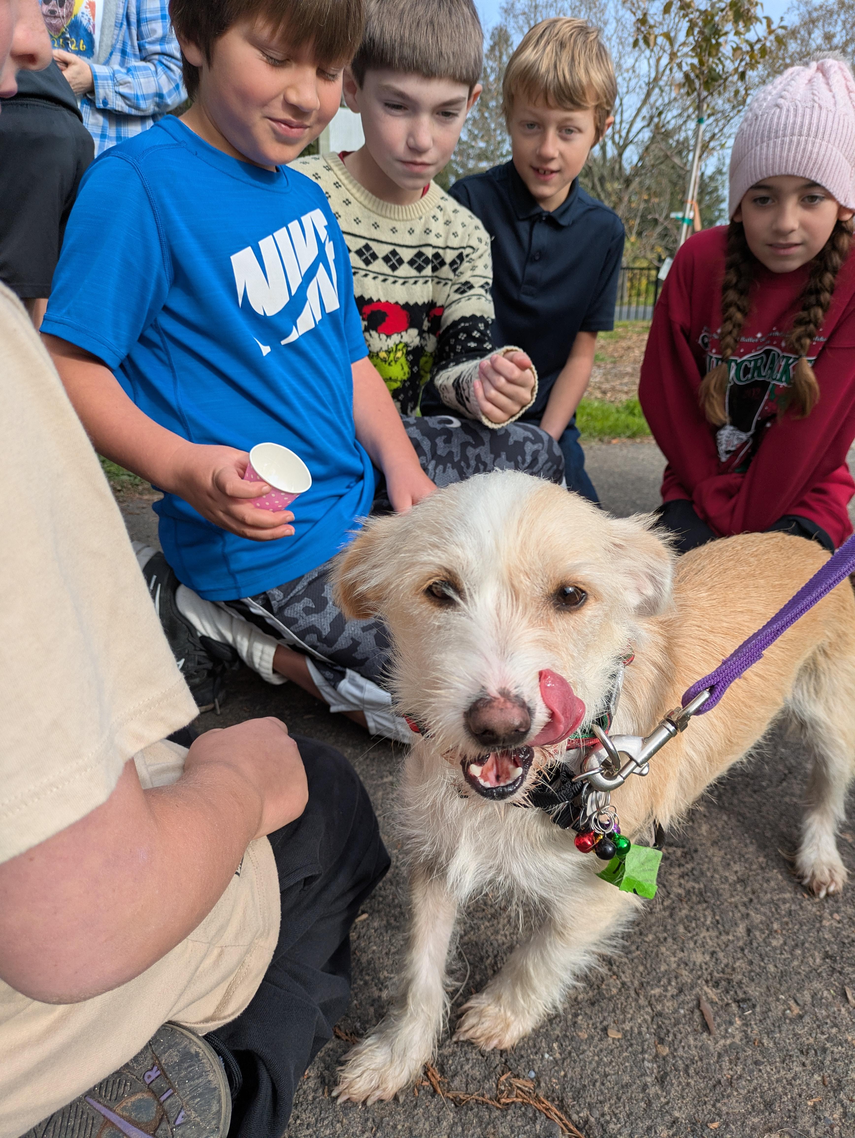 Enlarge Miguel, an adopted mixed breed in Santa Rosa, CA image 4/6