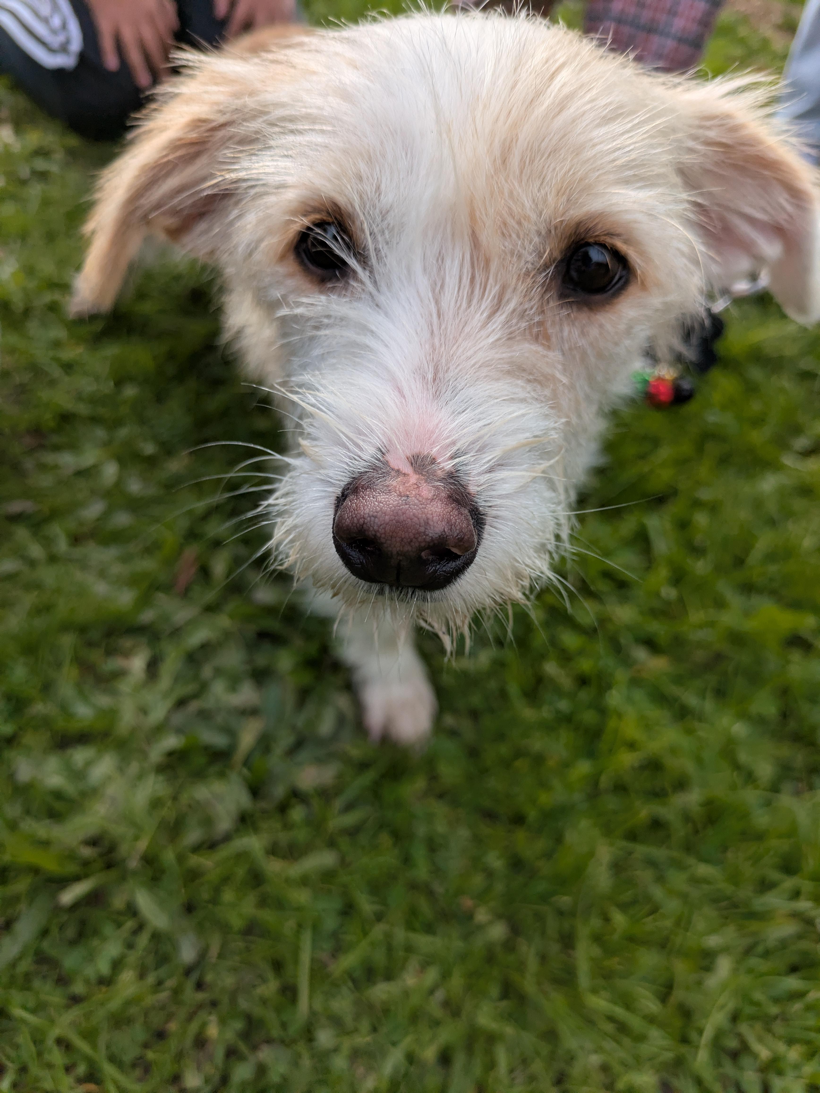 Enlarge Miguel, an adopted mixed breed in Santa Rosa, CA image 5/6