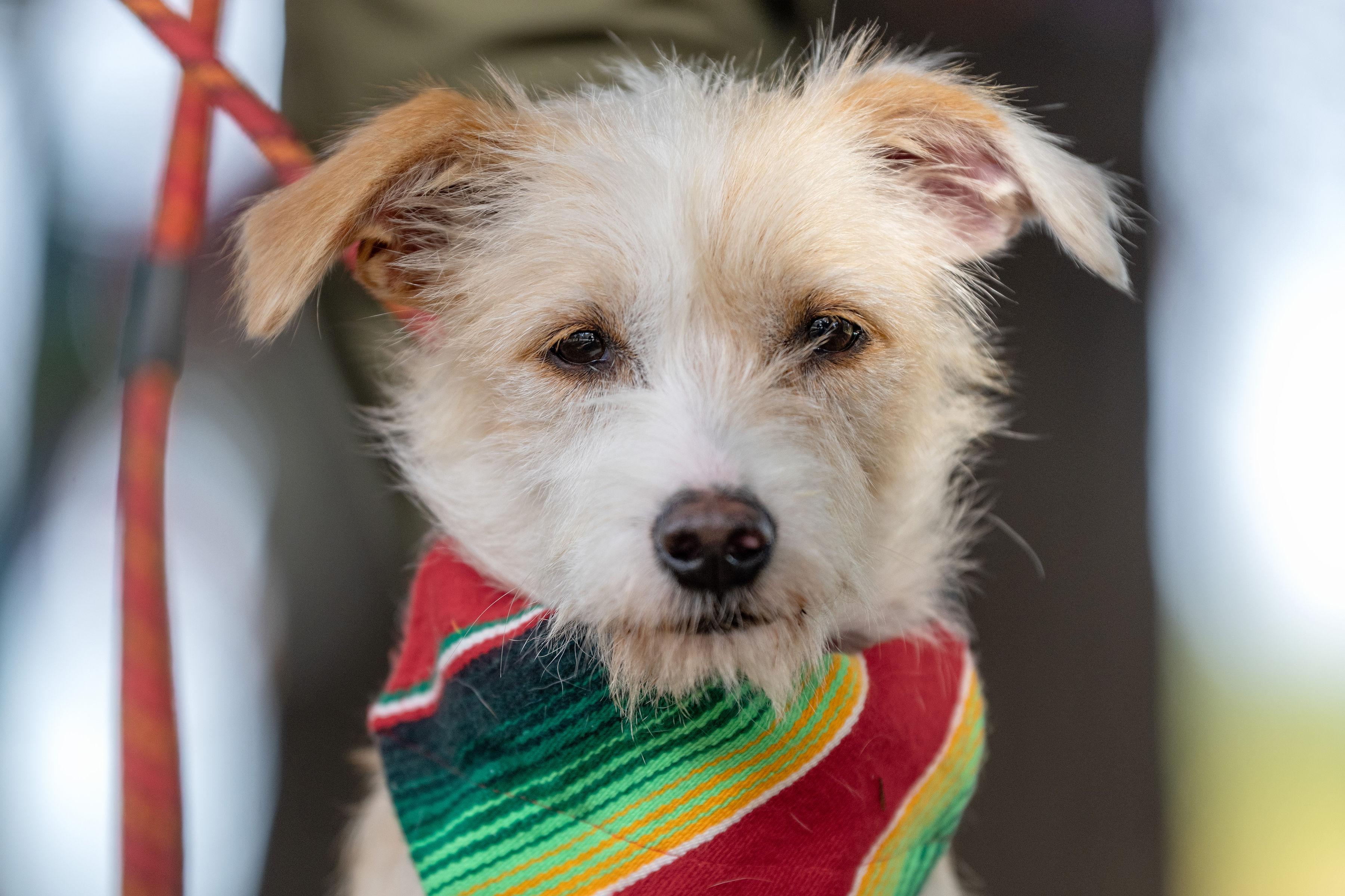 Enlarge Miguel, an adopted mixed breed in Santa Rosa, CA image 1/6