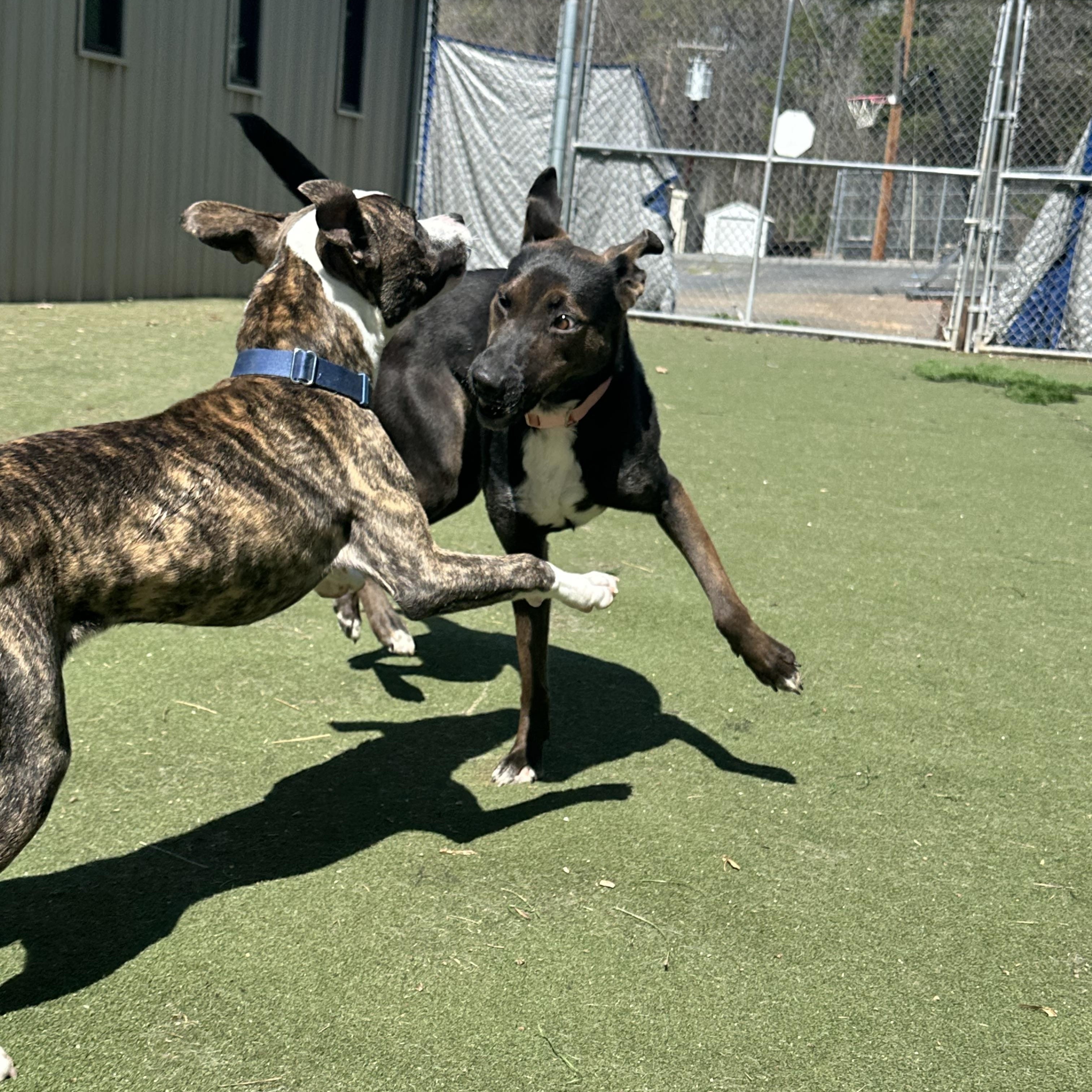 Enlarge Bunni, a ADOPTABLE mixed breed in Charlotte, NC image 4/6