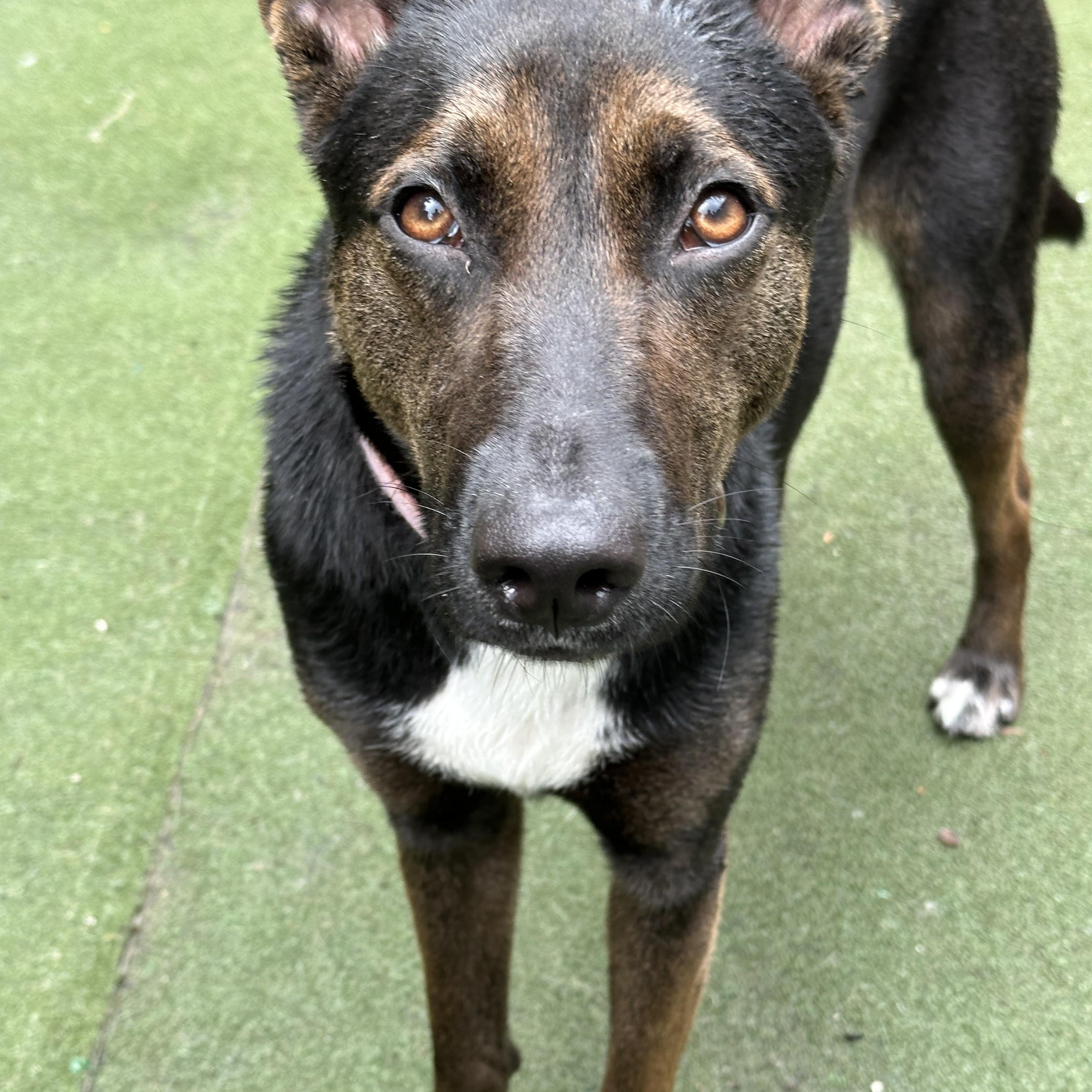 Bunni, ADOPTABLE, Young Female Belgian Shepherd / Malinois & Manchester Terrier.
