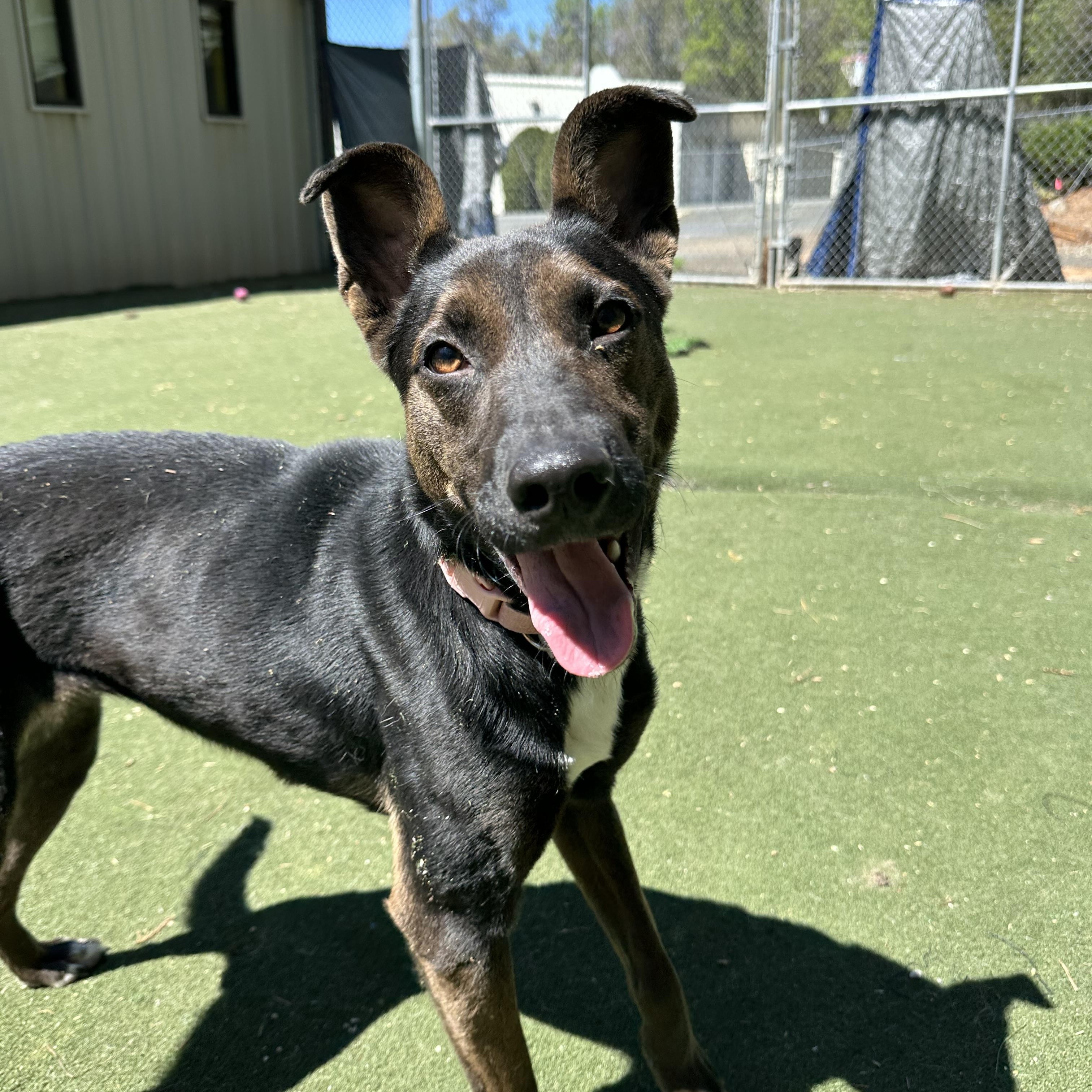 Enlarge Bunni, a ADOPTABLE mixed breed in Charlotte, NC image 2/6