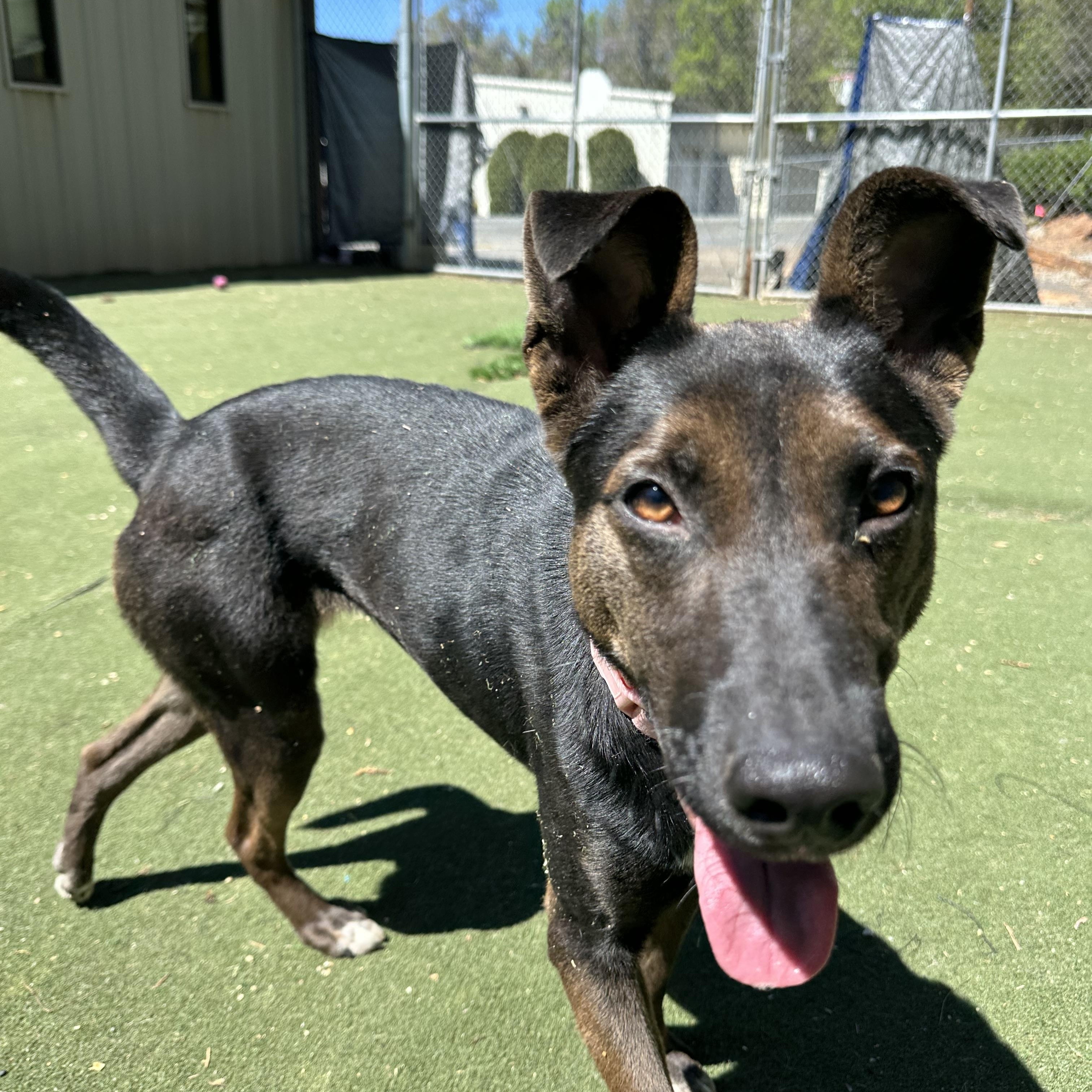 Enlarge Bunni, a ADOPTABLE mixed breed in Charlotte, NC image 5/6