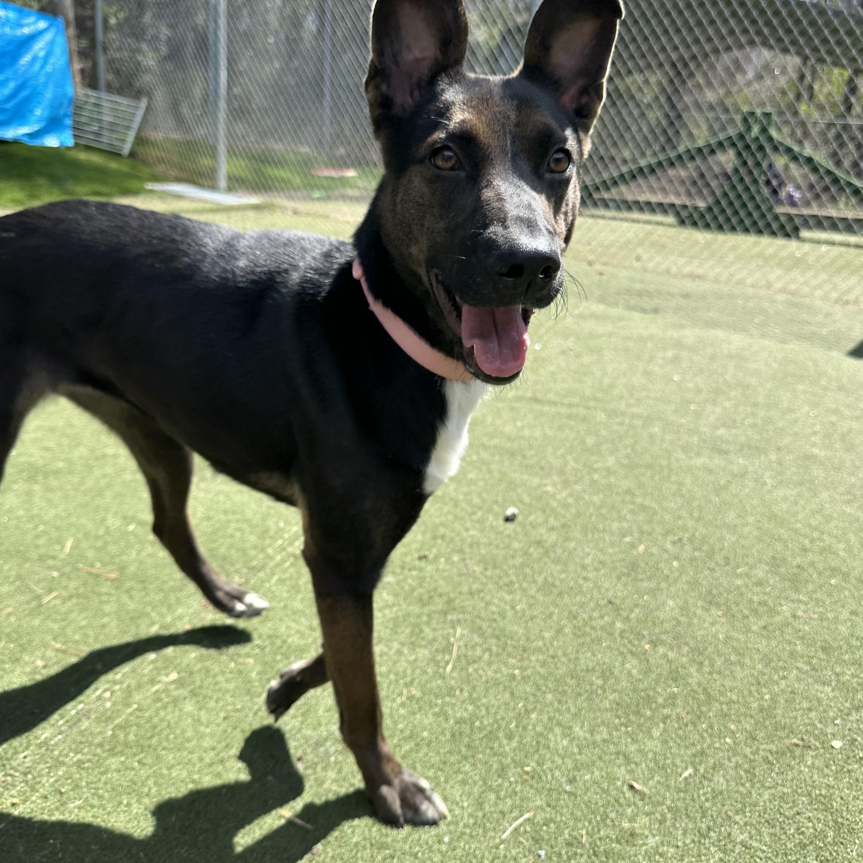 Enlarge Bunni, a ADOPTABLE mixed breed in Charlotte, NC image 3/6