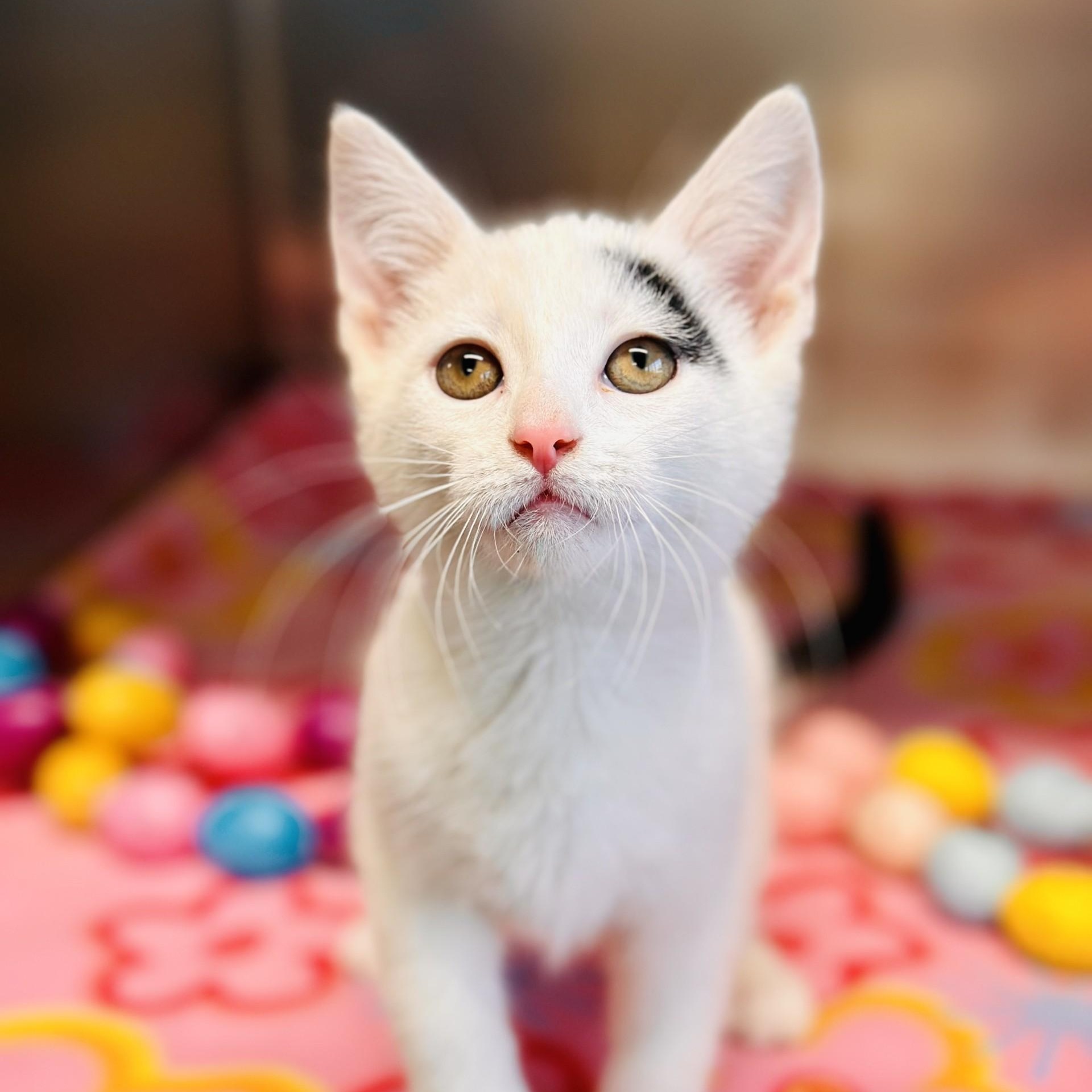 Enlarge Carol , an adopted Domestic Short Hair in Jackson, NJ image 1/2