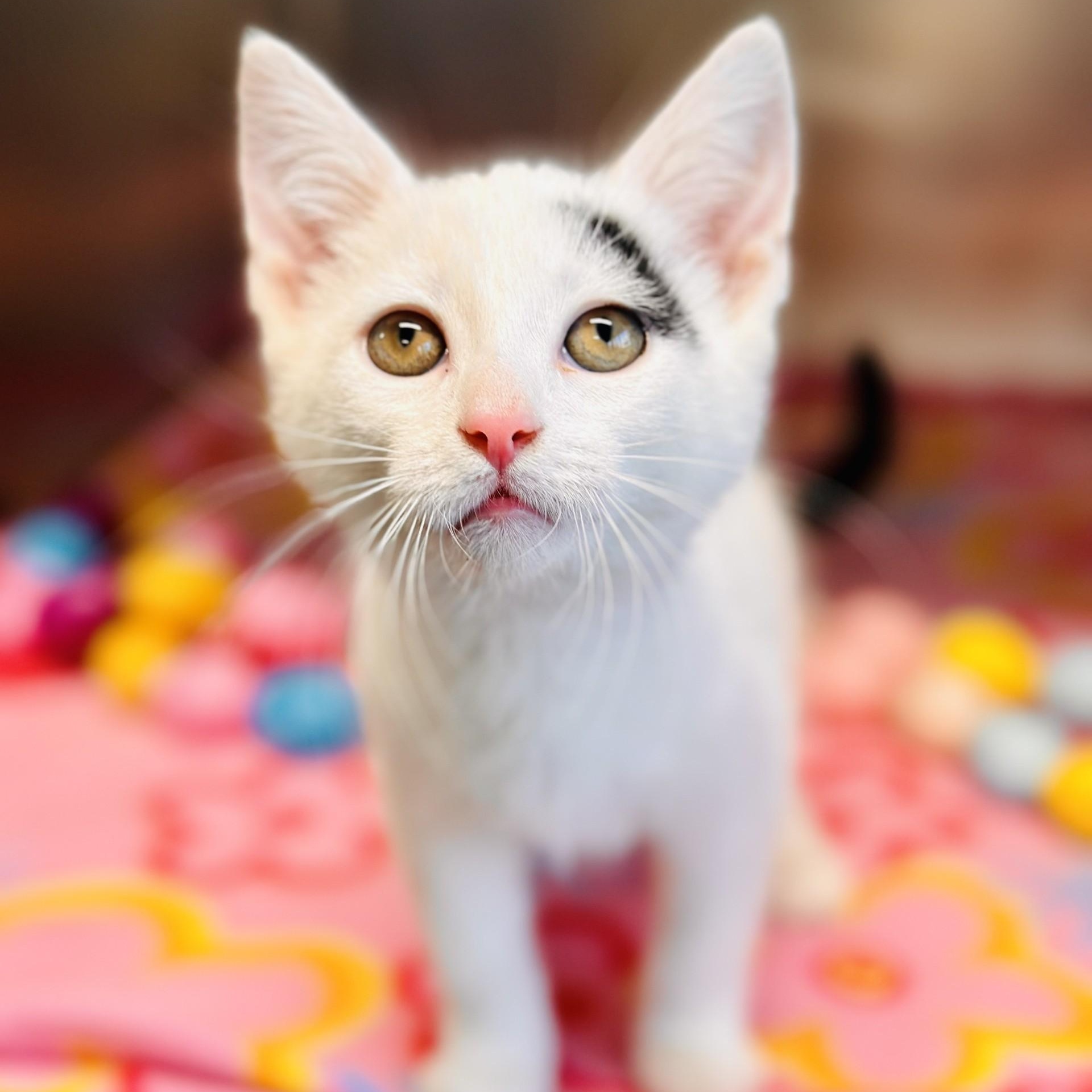 Enlarge Carol , an adopted Domestic Short Hair in Jackson, NJ image 2/2