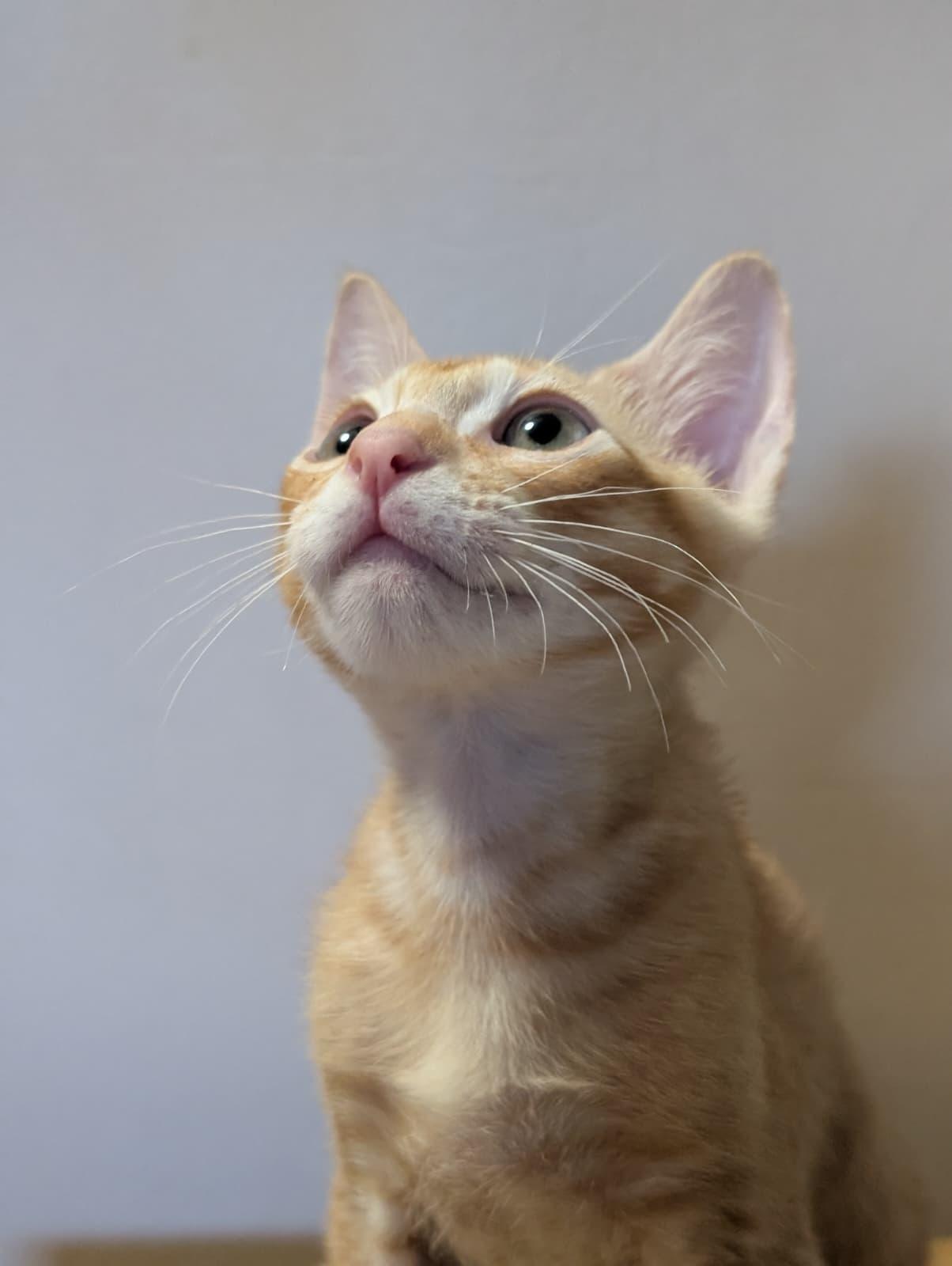 Enlarge 'Ino, a Adoptable Domestic Short Hair in Honolulu, HI image 5/6