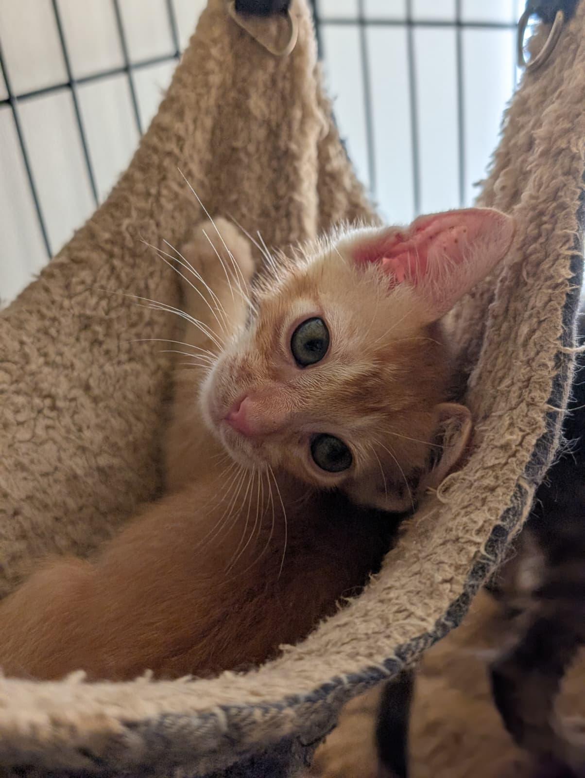Enlarge 'Ino, a Adoptable Domestic Short Hair in Honolulu, HI image 4/6