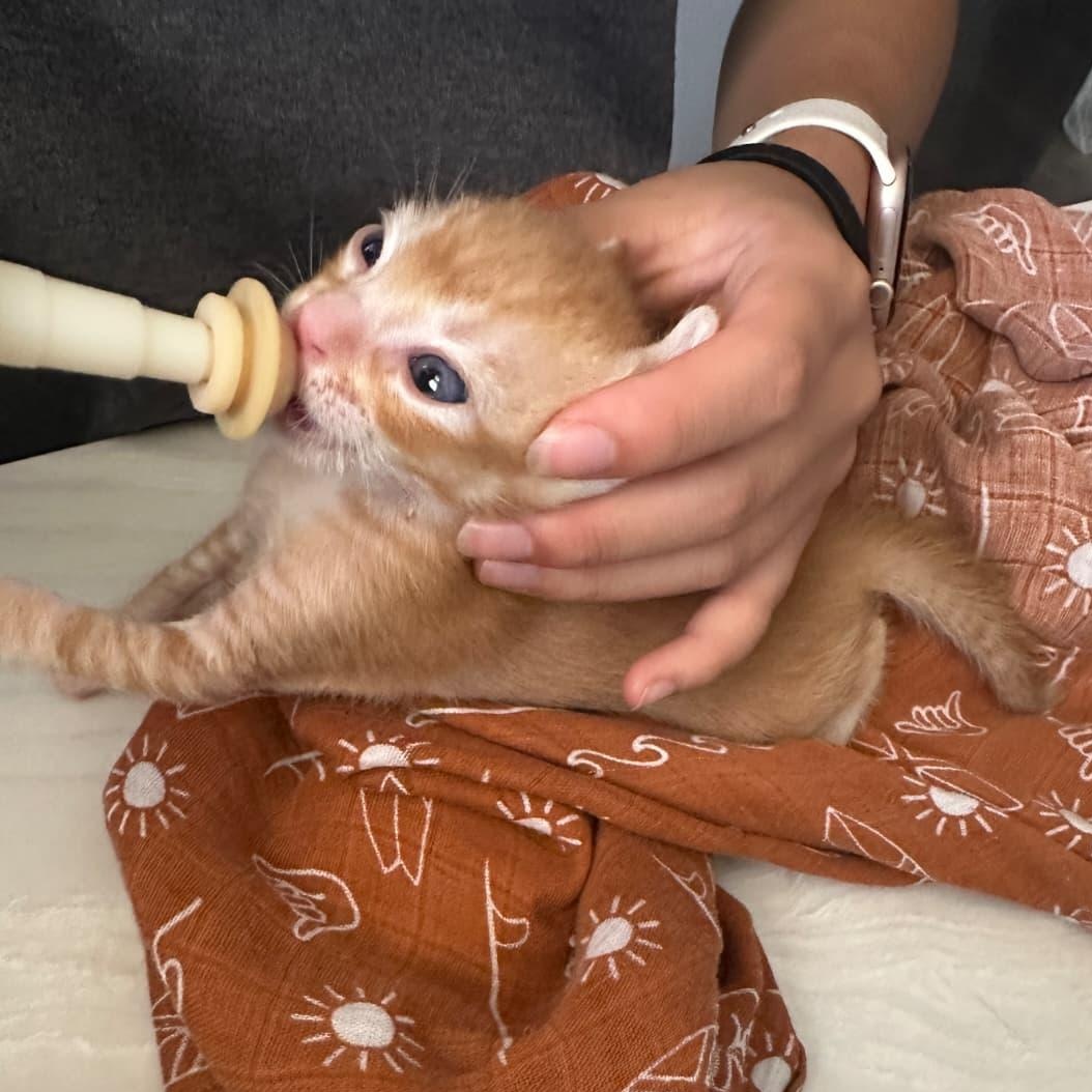 Enlarge 'Ino, a Adoptable Domestic Short Hair in Honolulu, HI image 6/6