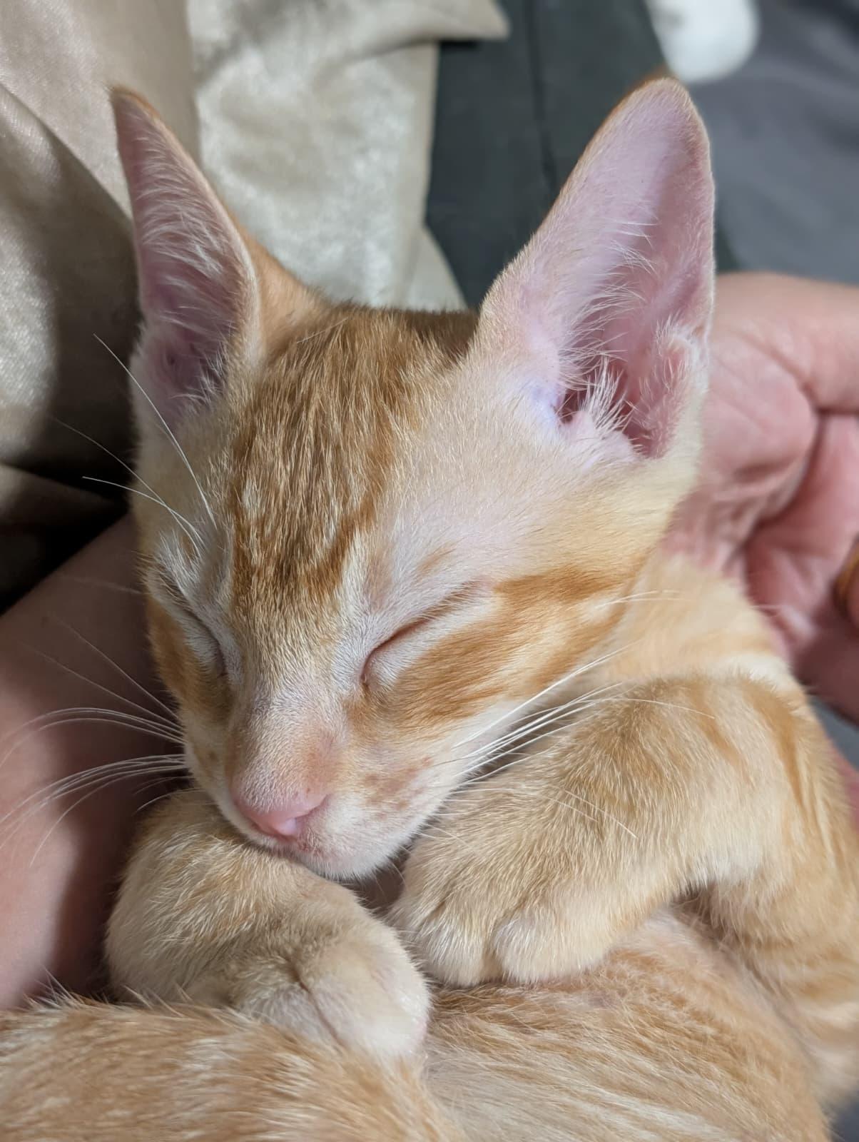 Enlarge 'Ino, a Adoptable Domestic Short Hair in Honolulu, HI image 3/6