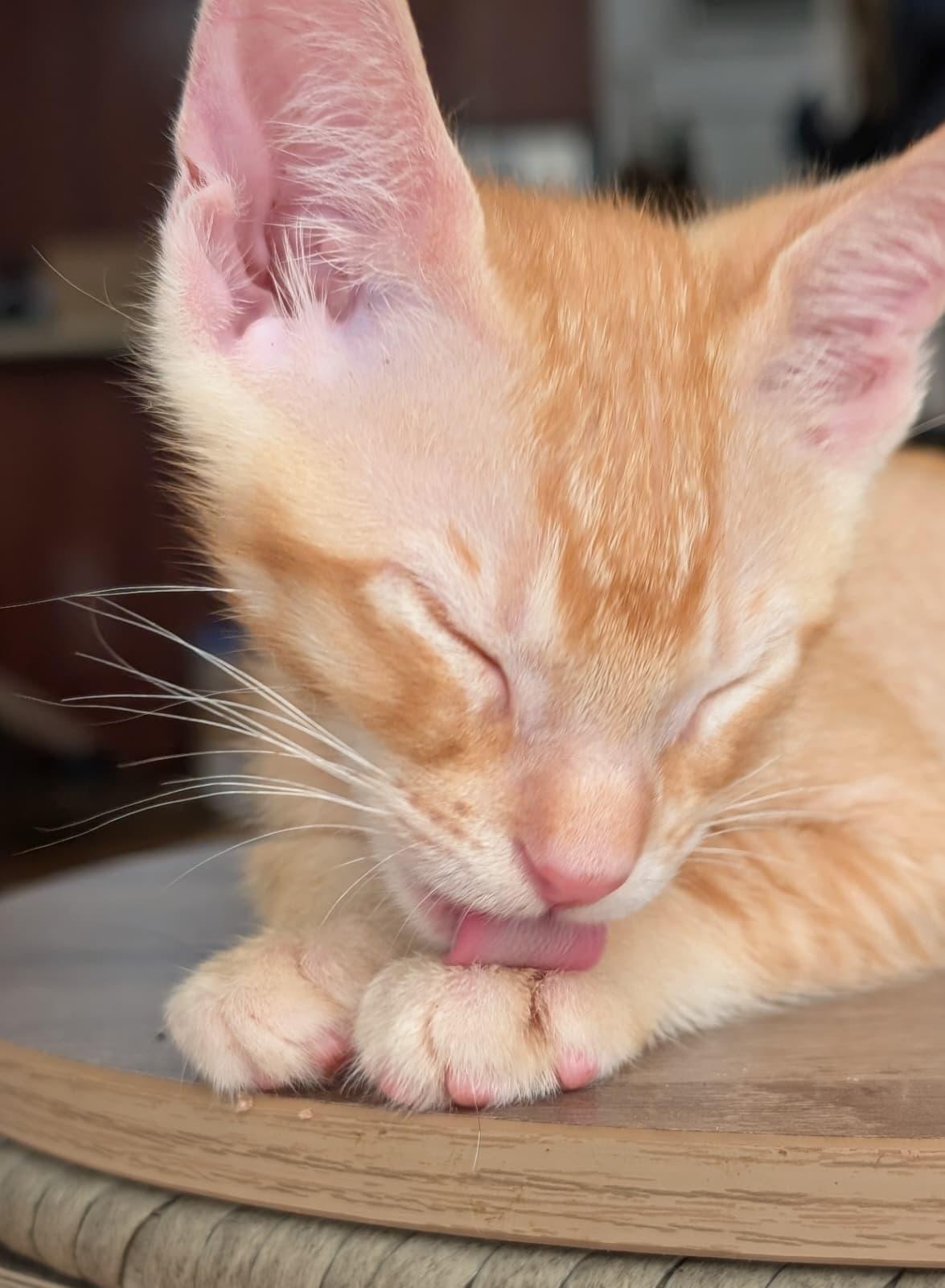 'Ino, Adoptable, Kitten Male Domestic Short Hair.