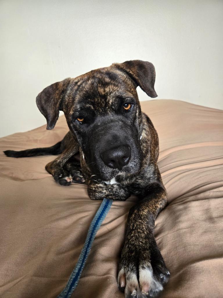 Jeter, Adopted, Adult Male Mastiff.