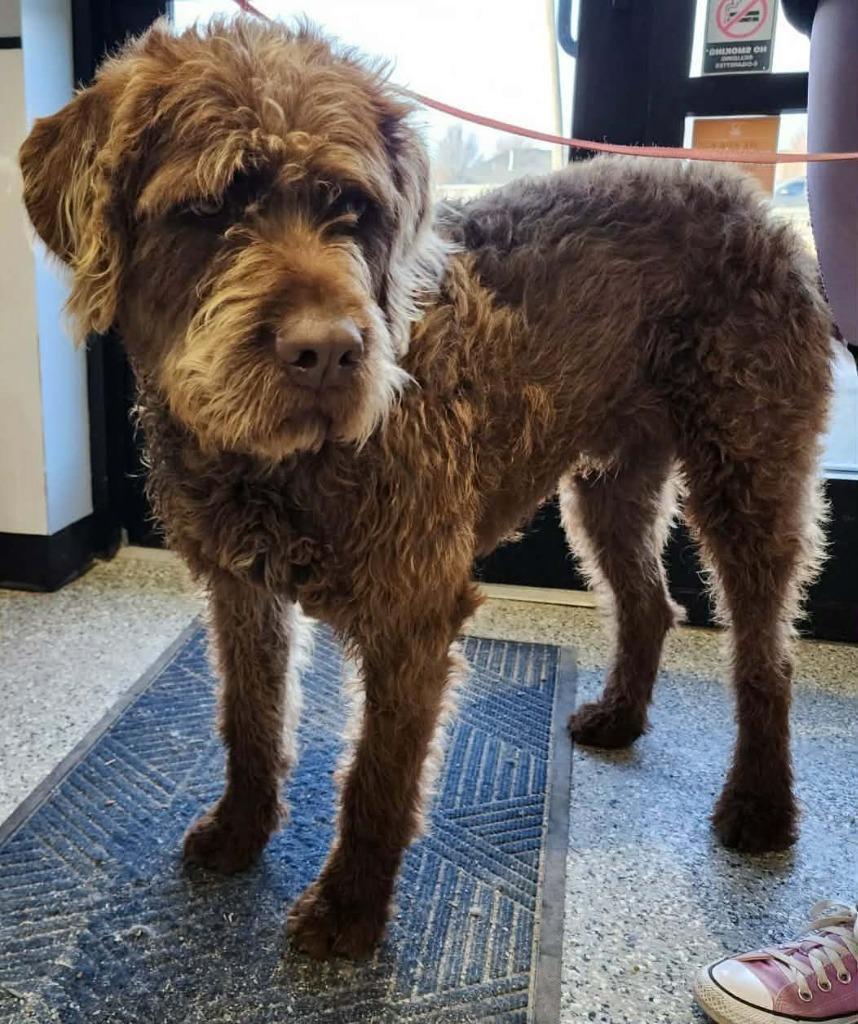 Enlarge Otter, a Adoptable Wirehaired Terrier in Republic, MO image 1/1