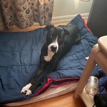 Enlarge Daffodil, a Adoptable Mixed Breed in Gainesville, FL image 1/6