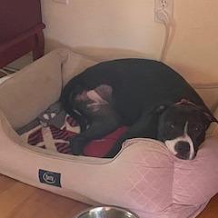 Enlarge Daffodil, a Adoptable Mixed Breed in Gainesville, FL image 2/6