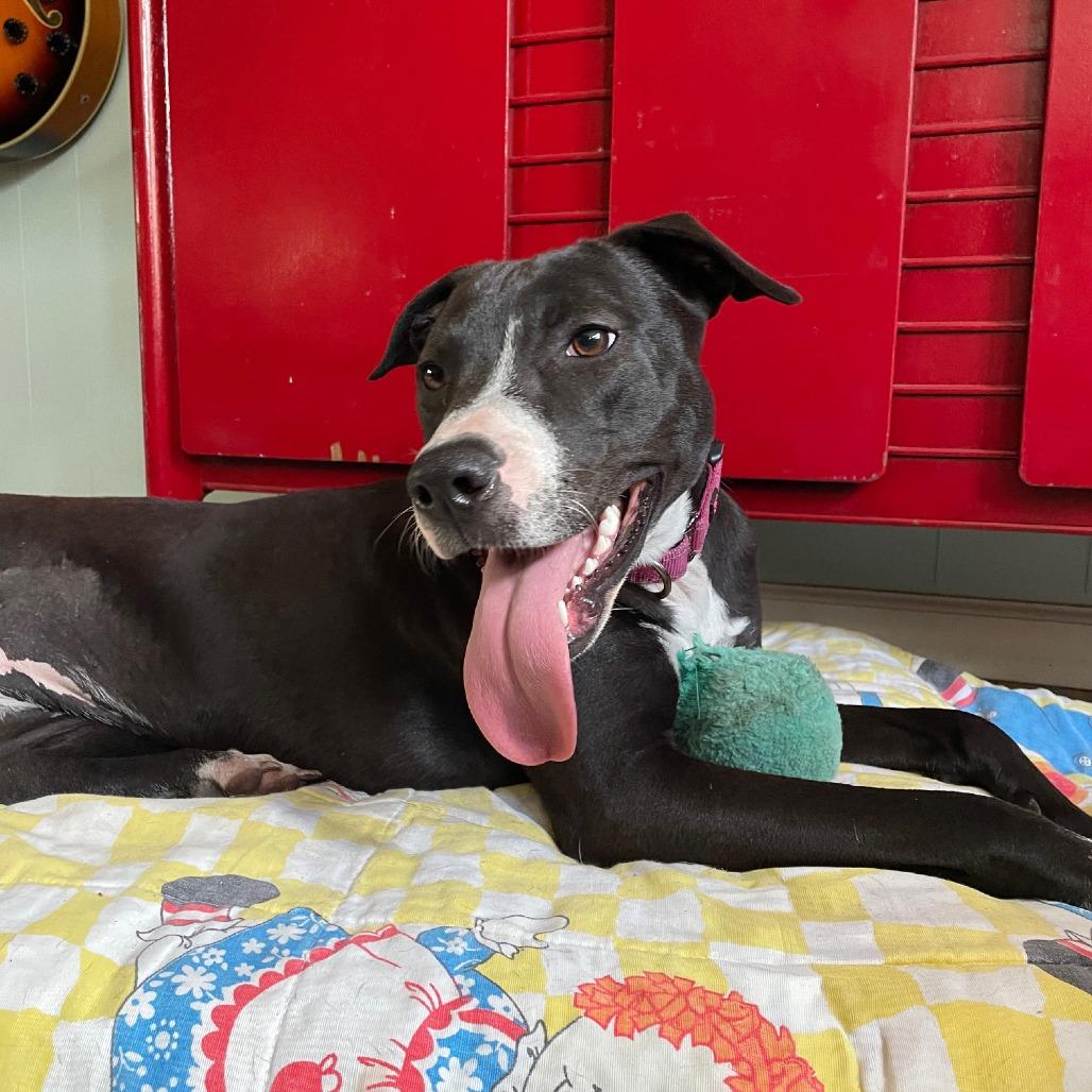 Daffodil, a Adoptable Mixed Breed in Gainesville, FL image 3/6