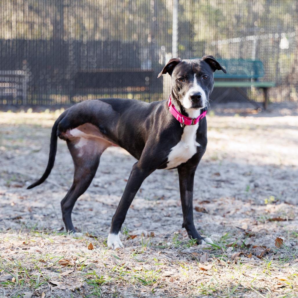 Enlarge Daffodil, a Adoptable Mixed Breed in Gainesville, FL image 3/6