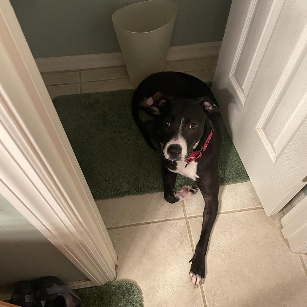 Enlarge Daffodil, a Adoptable Mixed Breed in Gainesville, FL image 5/6