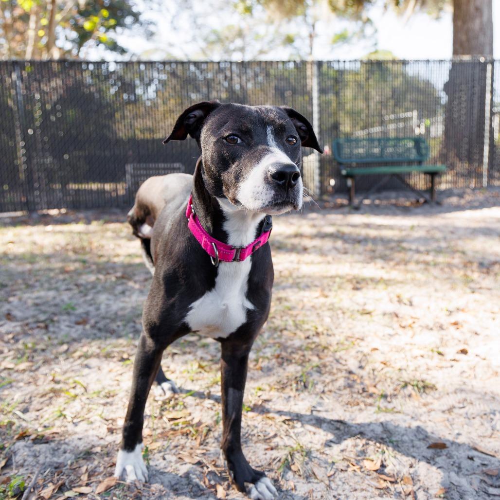 Enlarge Daffodil, a Adoptable Mixed Breed in Gainesville, FL image 5/6