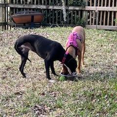 Enlarge Daffodil, a Adoptable Mixed Breed in Gainesville, FL image 6/6