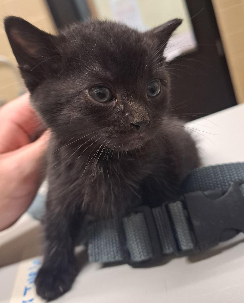 Enlarge Kelsey, a Adoptable Domestic Short Hair in Douglasville, GA image 1/4