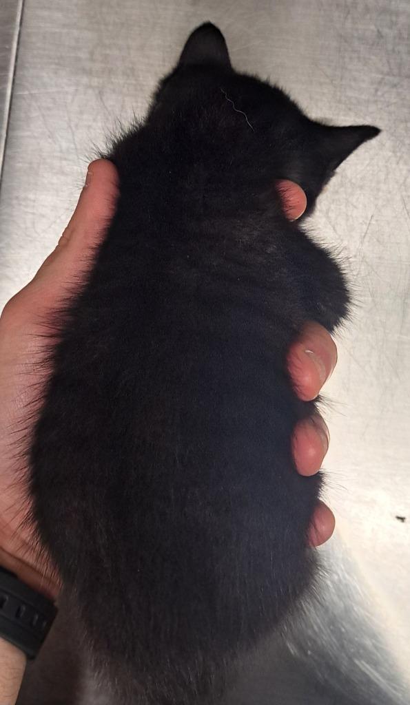 Enlarge Kelsey, a Adoptable Domestic Short Hair in Douglasville, GA image 2/4