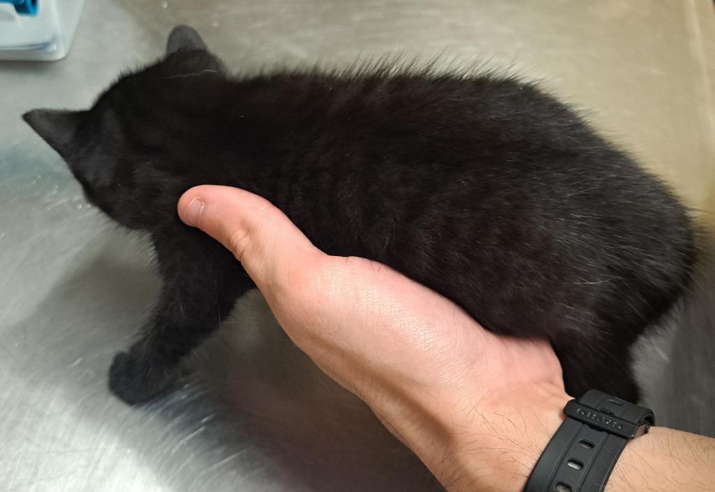 Enlarge Kelsey, a Adoptable Domestic Short Hair in Douglasville, GA image 3/4