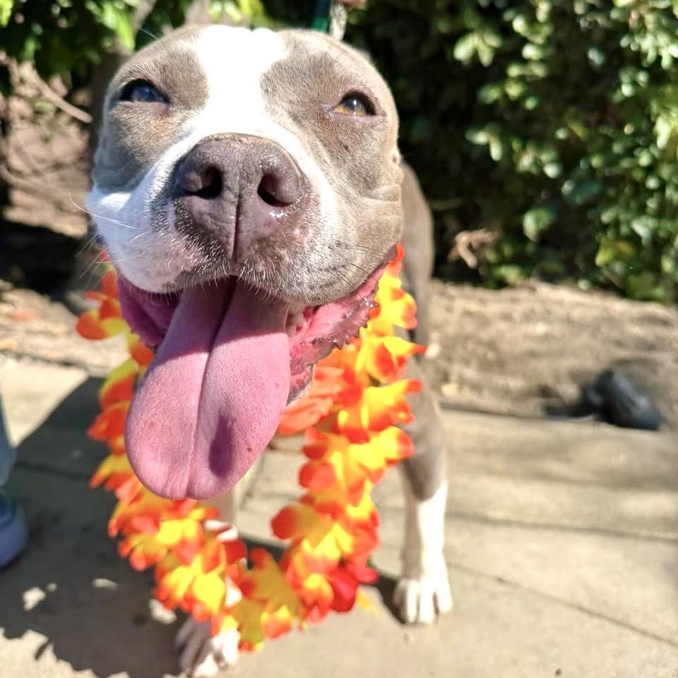 Lavender, a ADOPTABLE mixed breed in Sun Valley, CA image 5/5