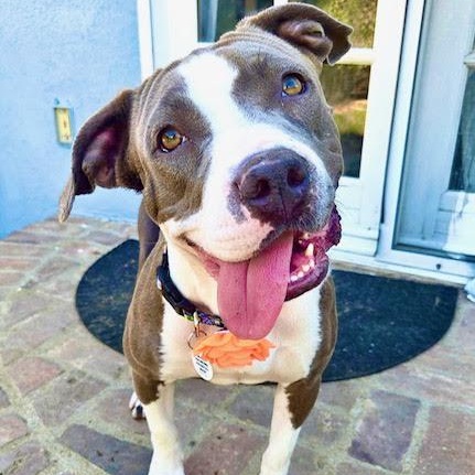 Lavender, ADOPTABLE, Young Female Pit Bull Terrier & Staffordshire Bull Terrier.