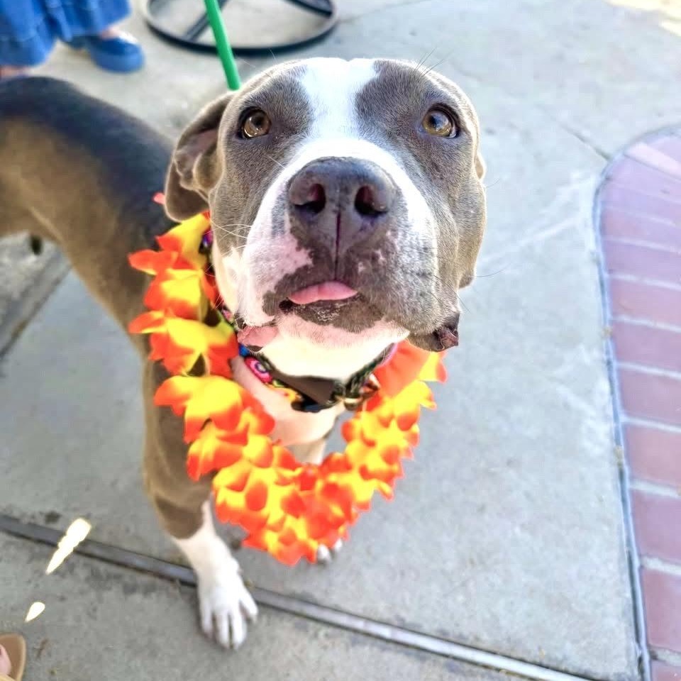 Lavender, a ADOPTABLE mixed breed in Sun Valley, CA image 3/5