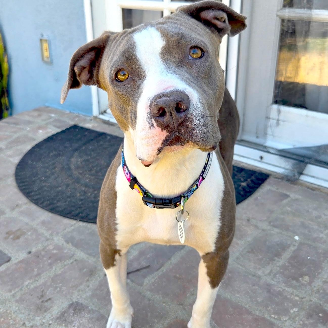 Lavender, a ADOPTABLE mixed breed in Sun Valley, CA image 4/5