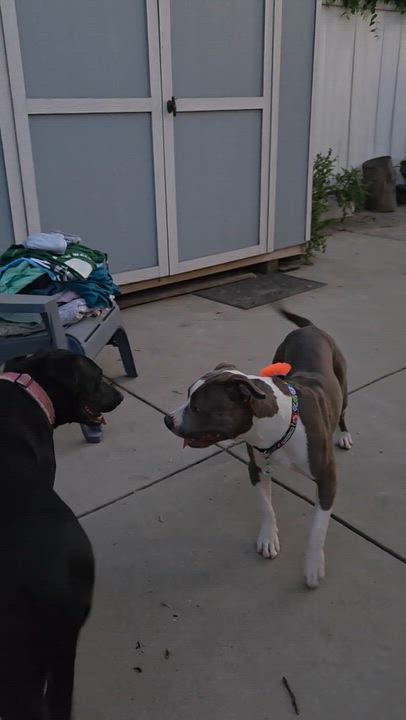 Enlarge Lavender, a ADOPTABLE mixed breed in Sun Valley, CA video 2/5