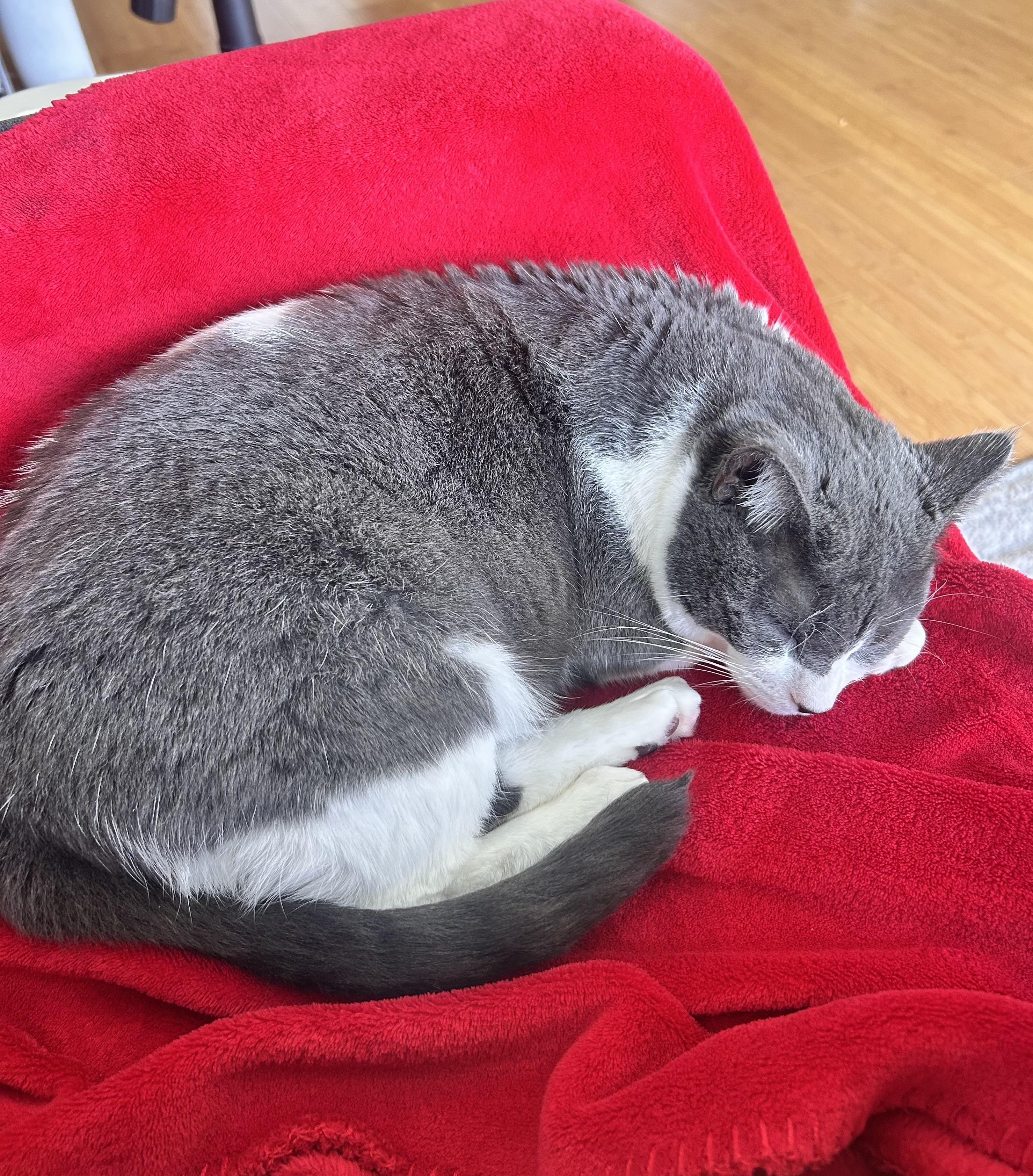 Enlarge Birdie (sweet / calm / affectionate), a ADOPTABLE Domestic Short Hair in San Jose, CA image 5/6