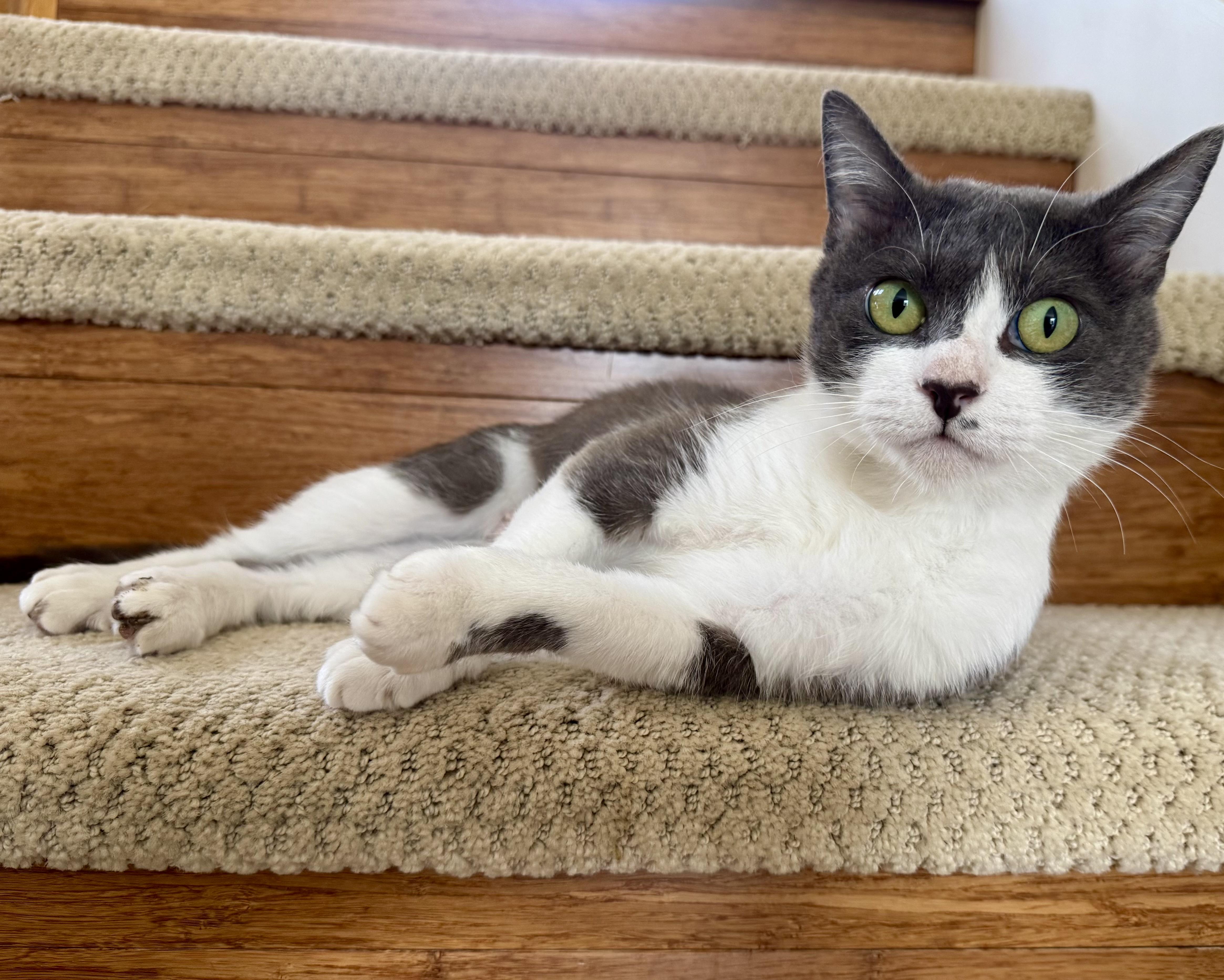 Enlarge Birdie (sweet / calm / affectionate), a ADOPTABLE Domestic Short Hair in San Jose, CA image 2/6