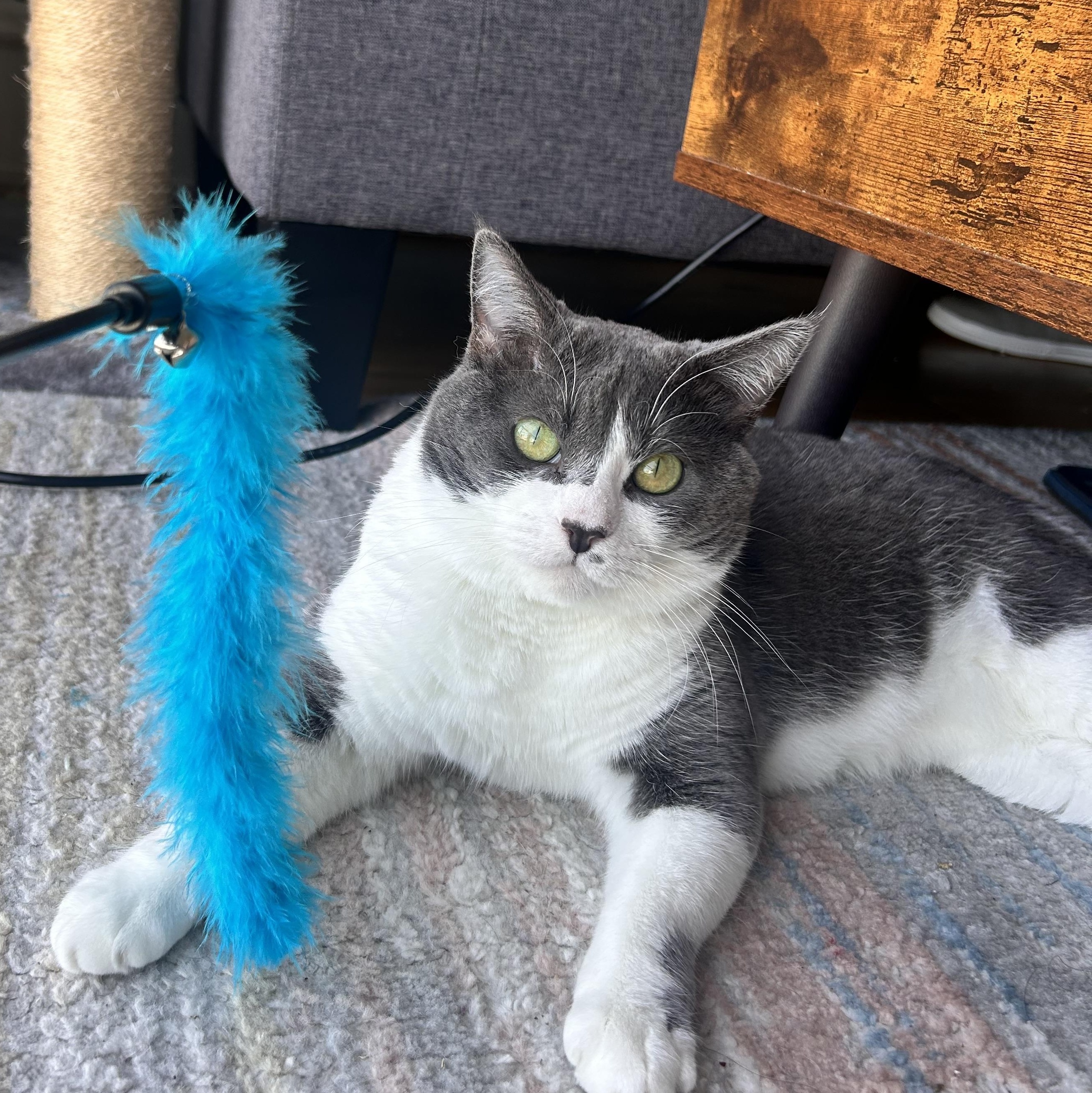 Birdie (sweet / calm / affectionate), ADOPTABLE, Adult Female Domestic Short Hair.