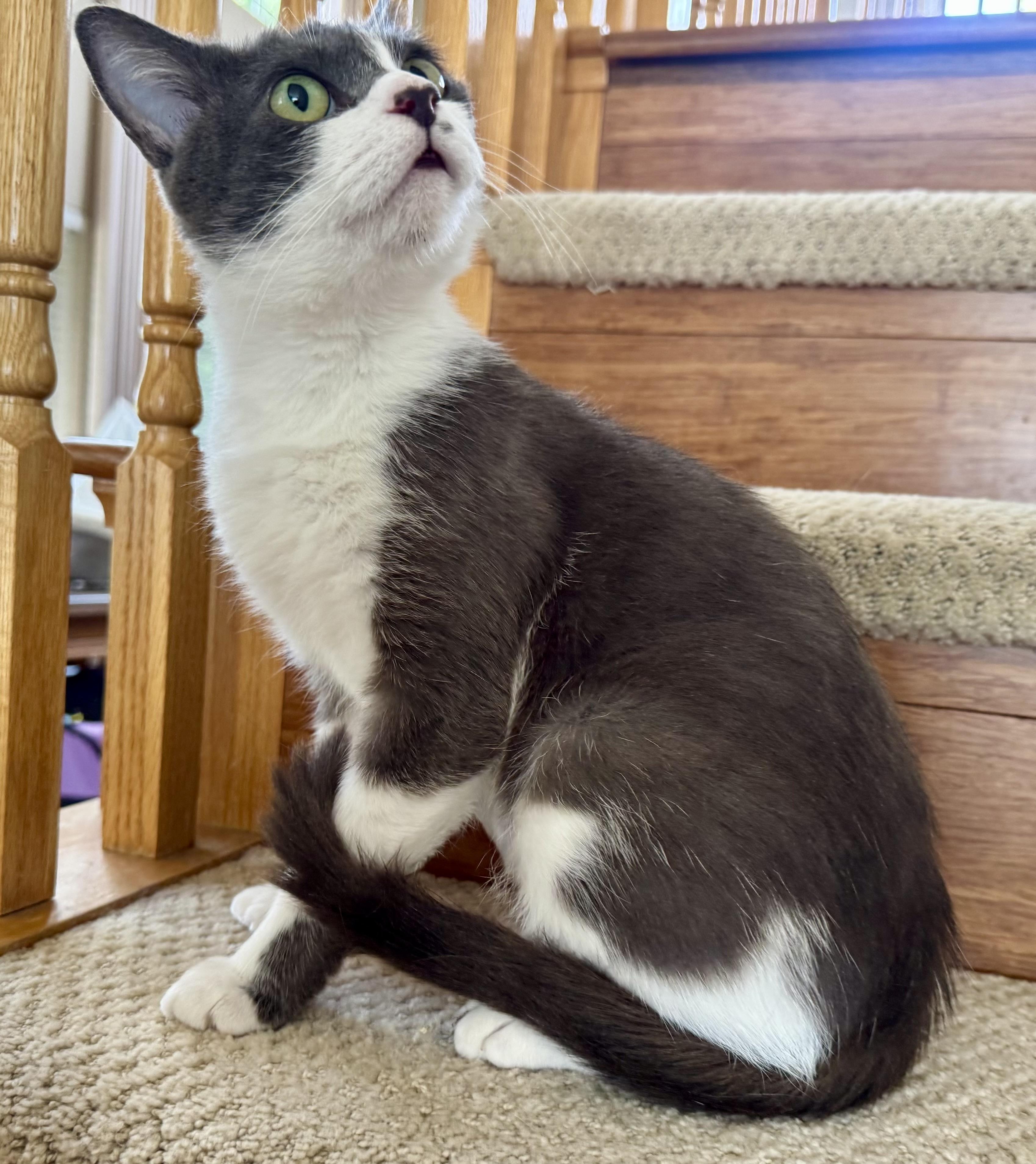 Enlarge Birdie (sweet / calm / affectionate), a ADOPTABLE Domestic Short Hair in San Jose, CA image 4/6