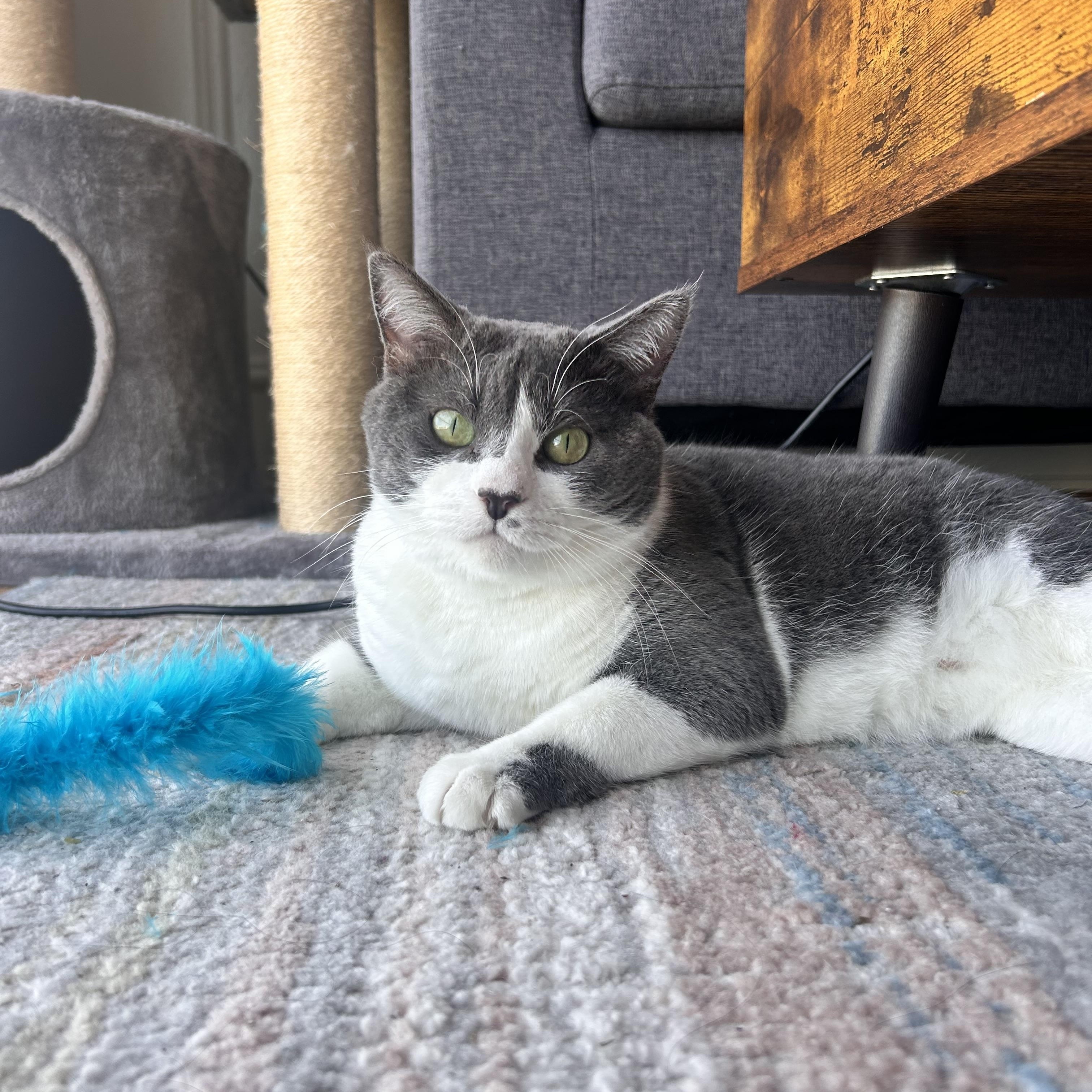 Enlarge Birdie (sweet / calm / affectionate), a ADOPTABLE Domestic Short Hair in San Jose, CA image 6/6