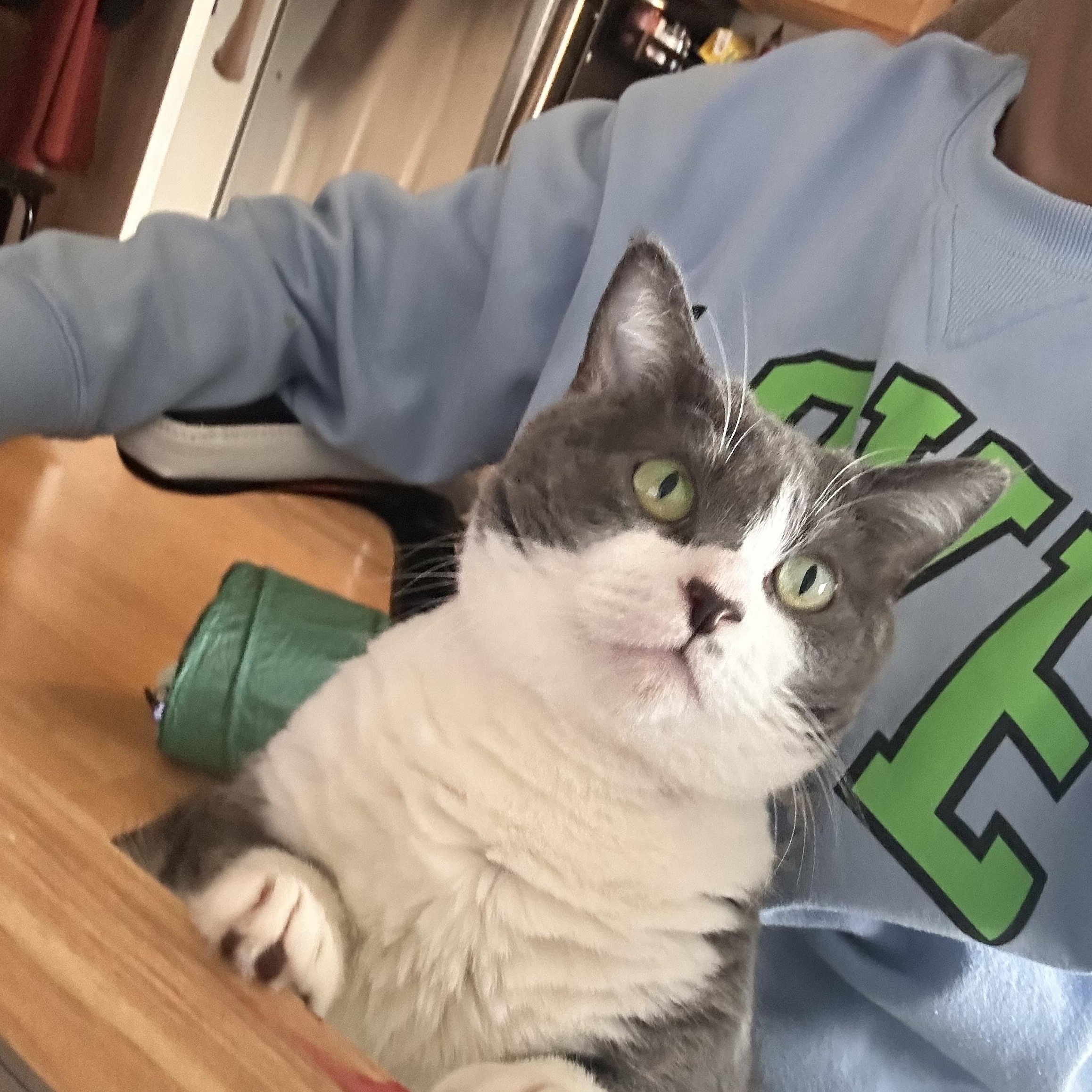 Enlarge Birdie (sweet / calm / affectionate), a ADOPTABLE Domestic Short Hair in San Jose, CA image 3/6