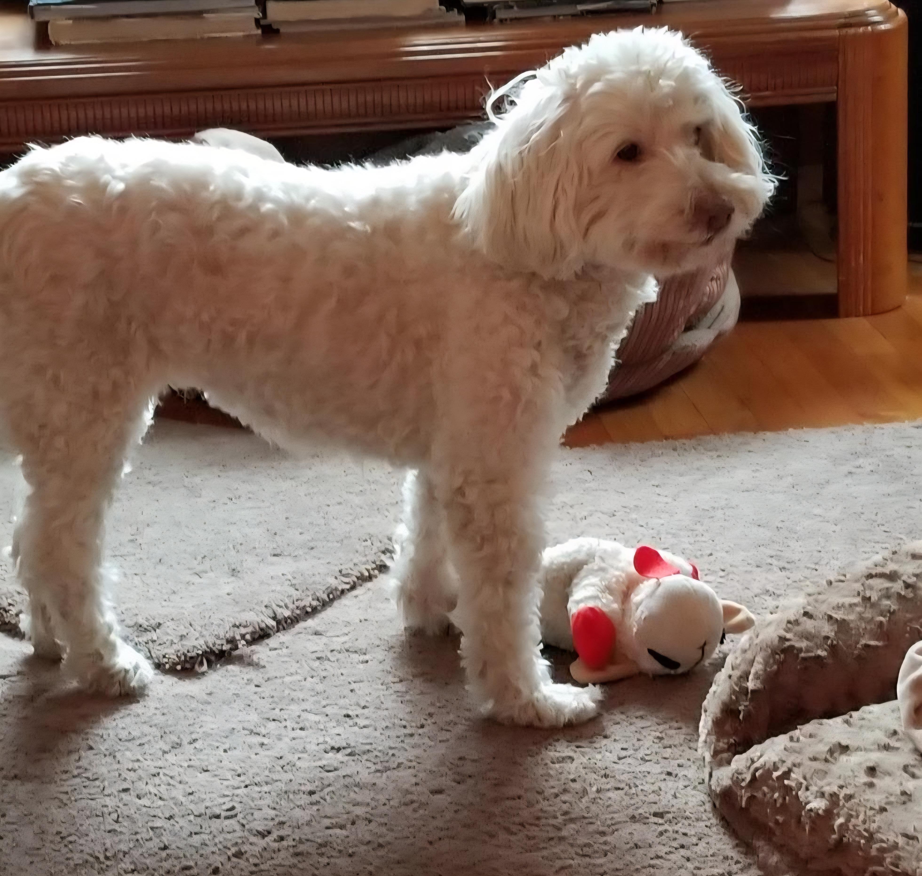 Enlarge Benito, a ADOPTABLE Labradoodle in Flushing, NY image 2/2