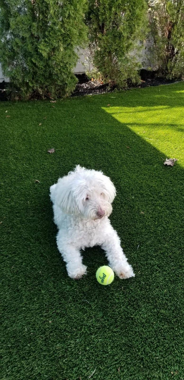 Enlarge Benito, a ADOPTABLE Labradoodle in Flushing, NY image 1/2