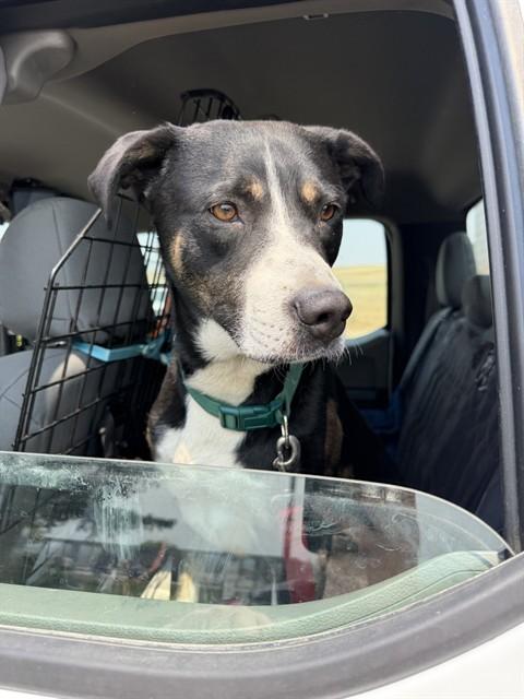 ATTICUS, Adoptable, Young Male Catahoula Leopard Dog & Black Mouth Cur.