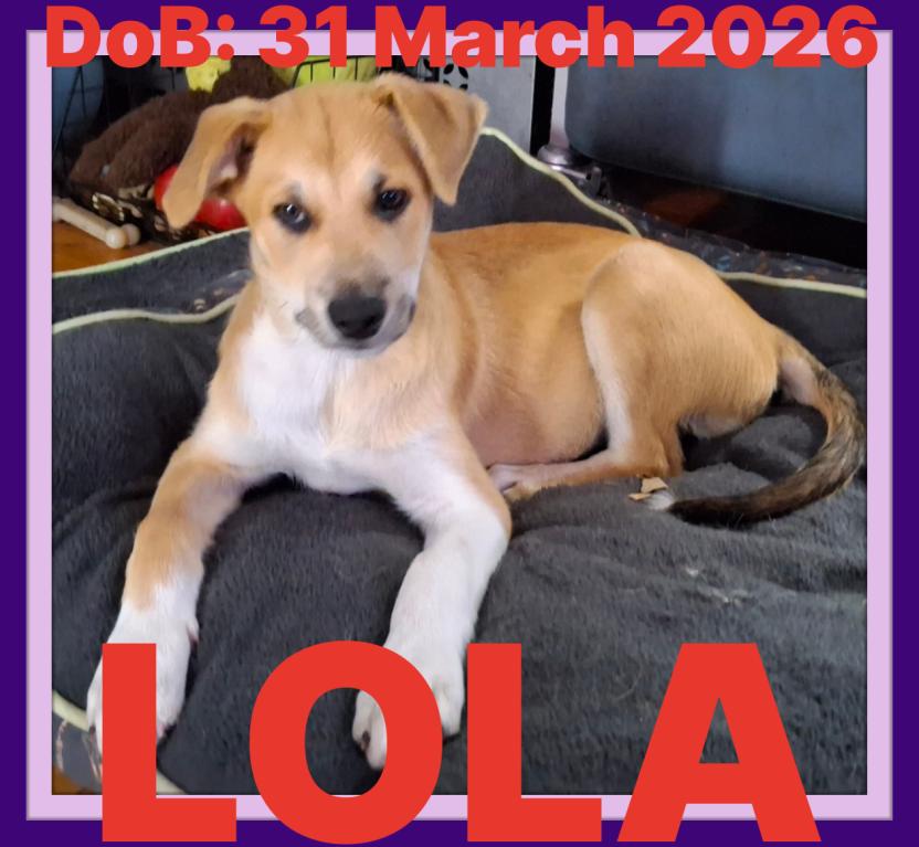 LOLA, a Adoptable mixed breed in Sebec, ME image 1/3